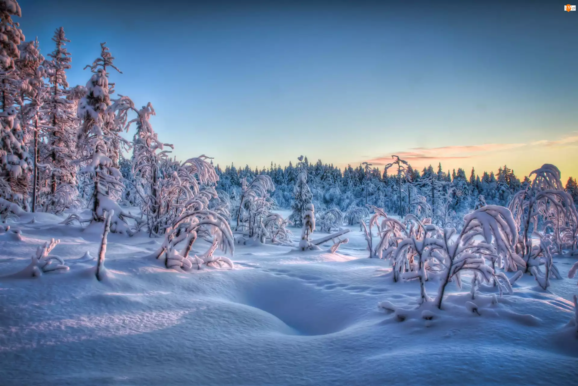 Drzewa, Śnieg, Krzewy, Szadź