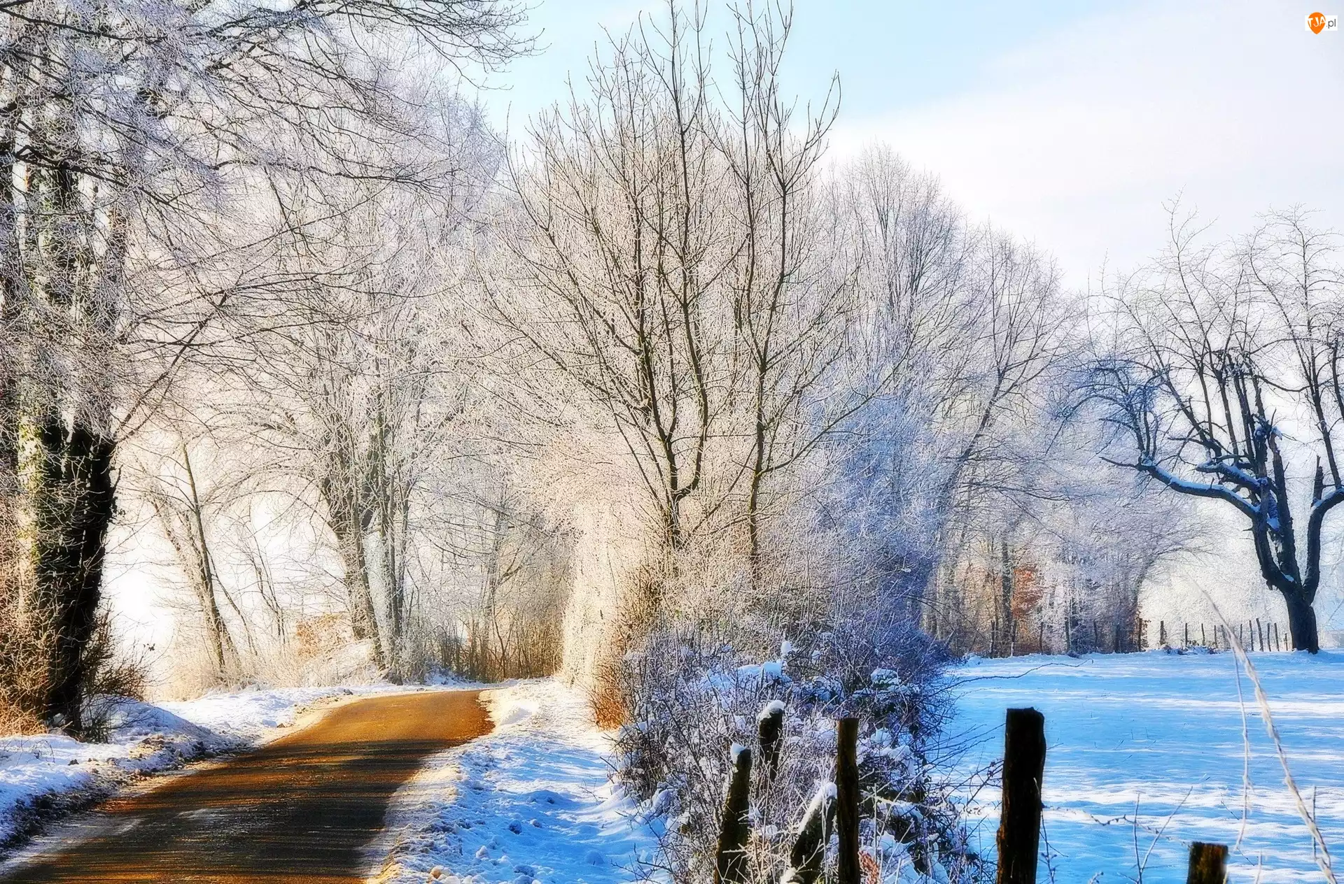 Drzewa, Droga, Śnieg