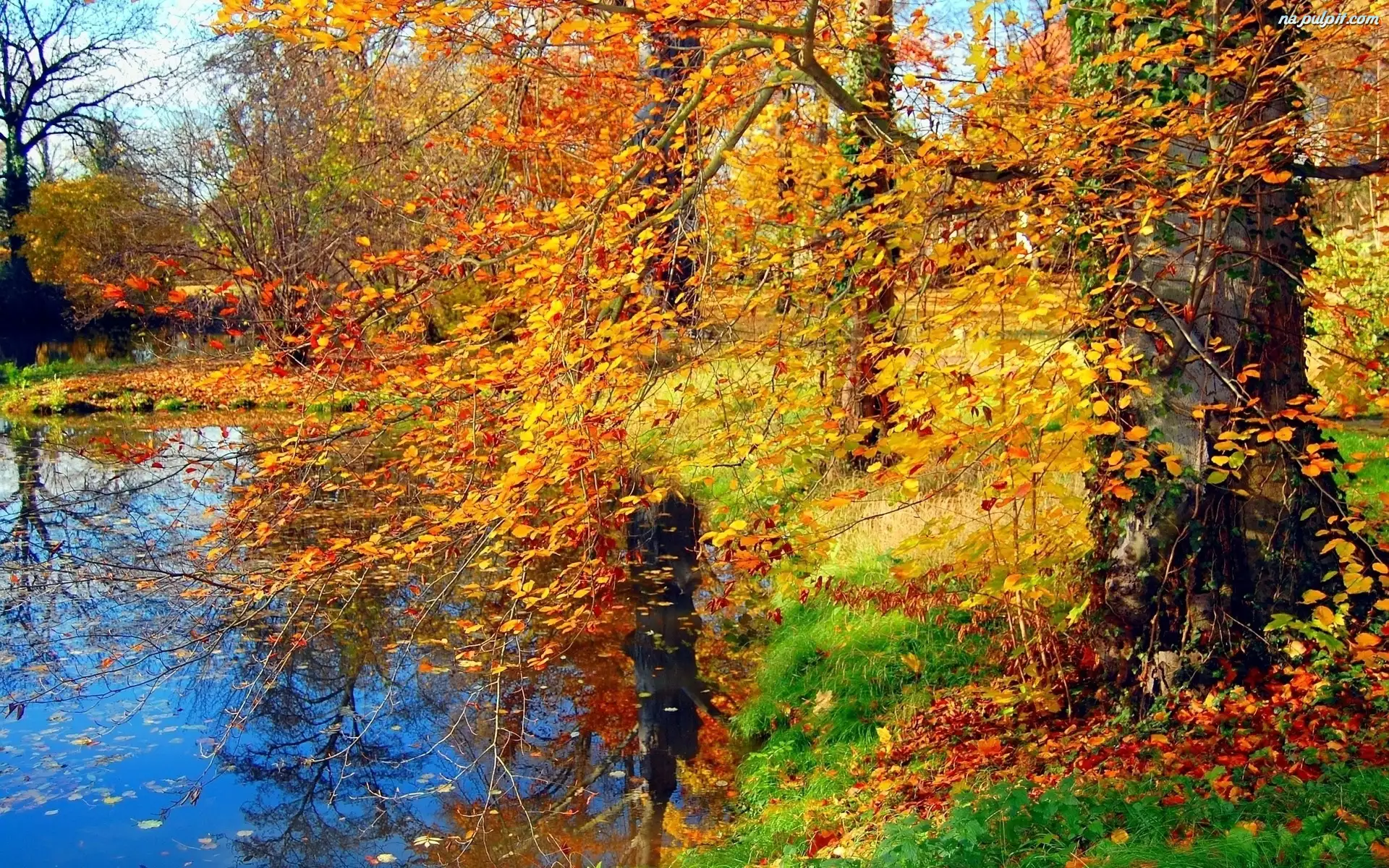 Jesień, Rzeka, Drzewa, Park, Liście