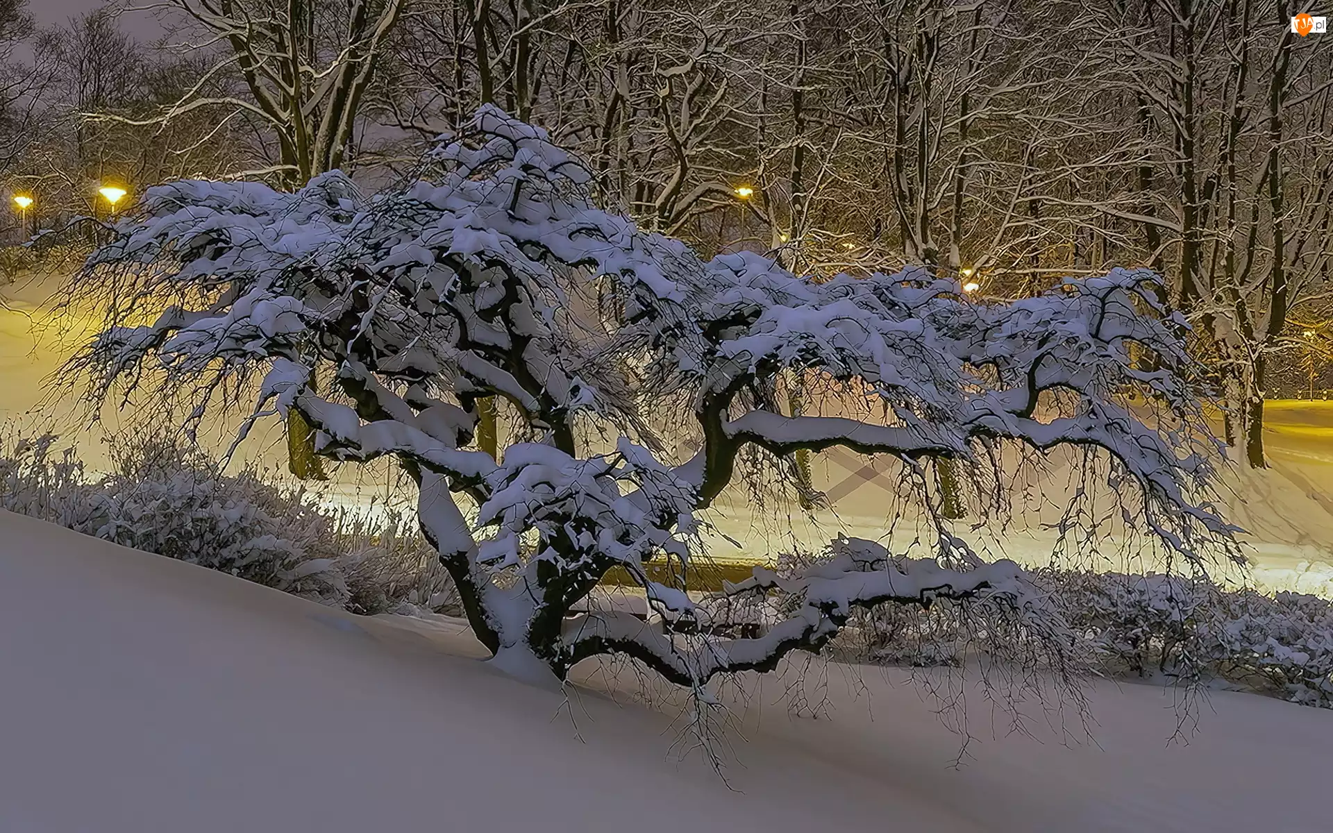 Drzewo, Zima, Niskie, Śnieg, Krzywe