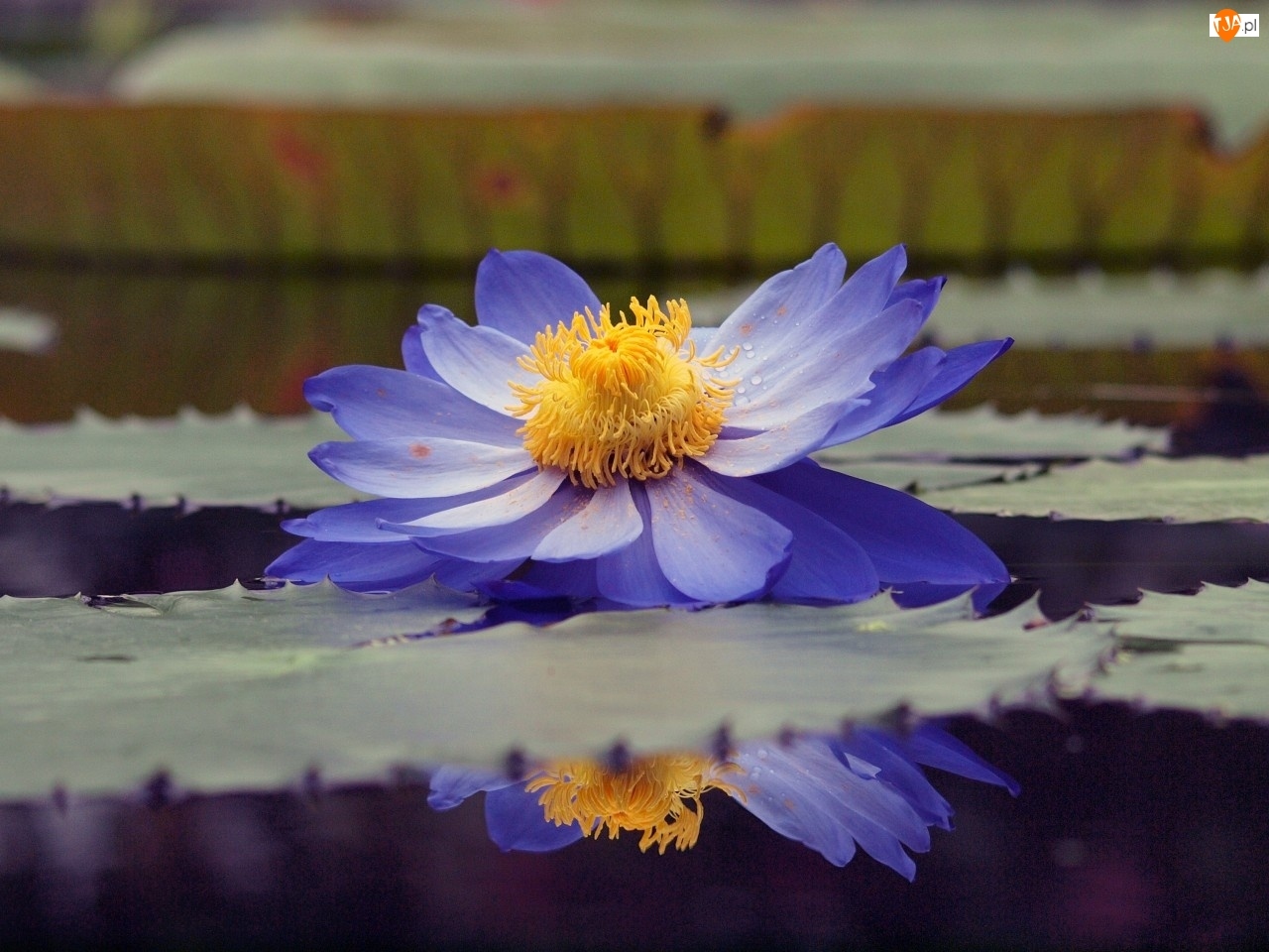 Lilia wodna, Niebieski, Woda, Kwiat, Odbicie