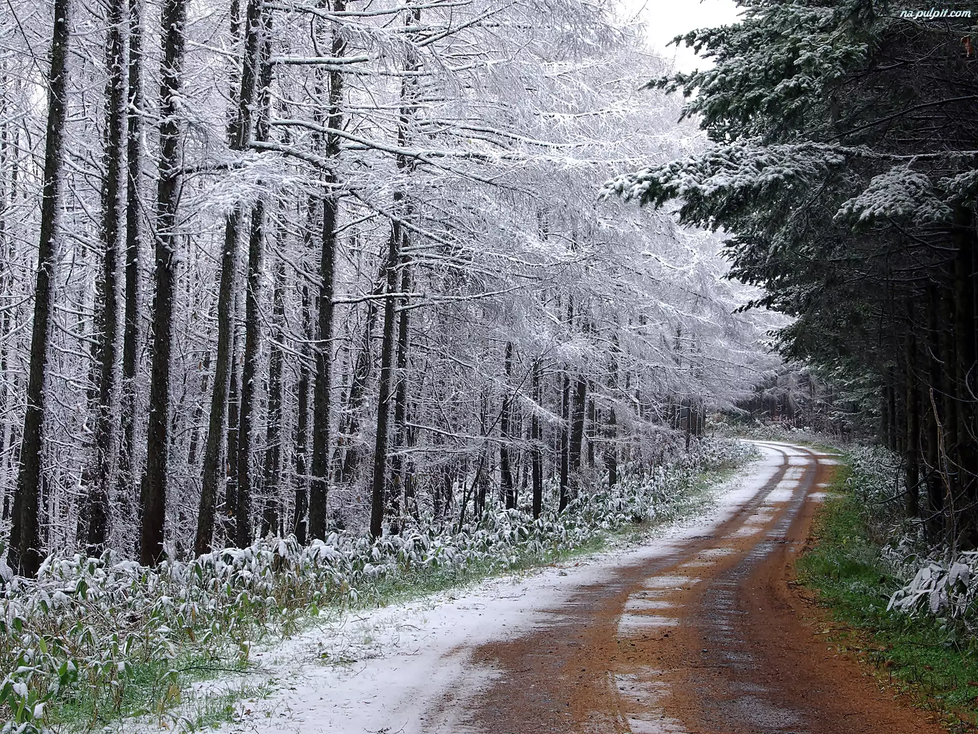 Zimowy, Przez Las, Pejzaż, Droga