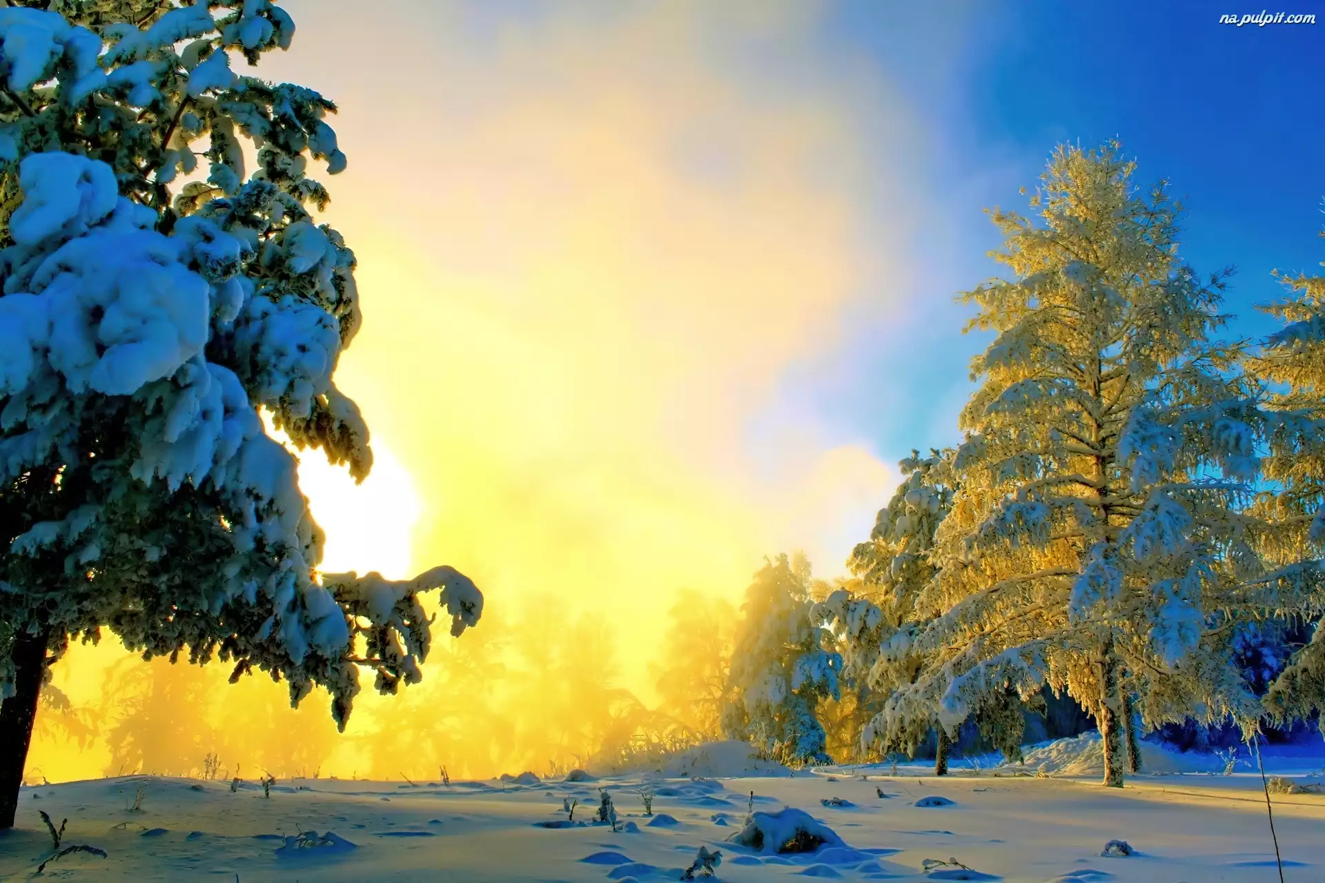 Zima, Słońce, Śnieg, Drzewa