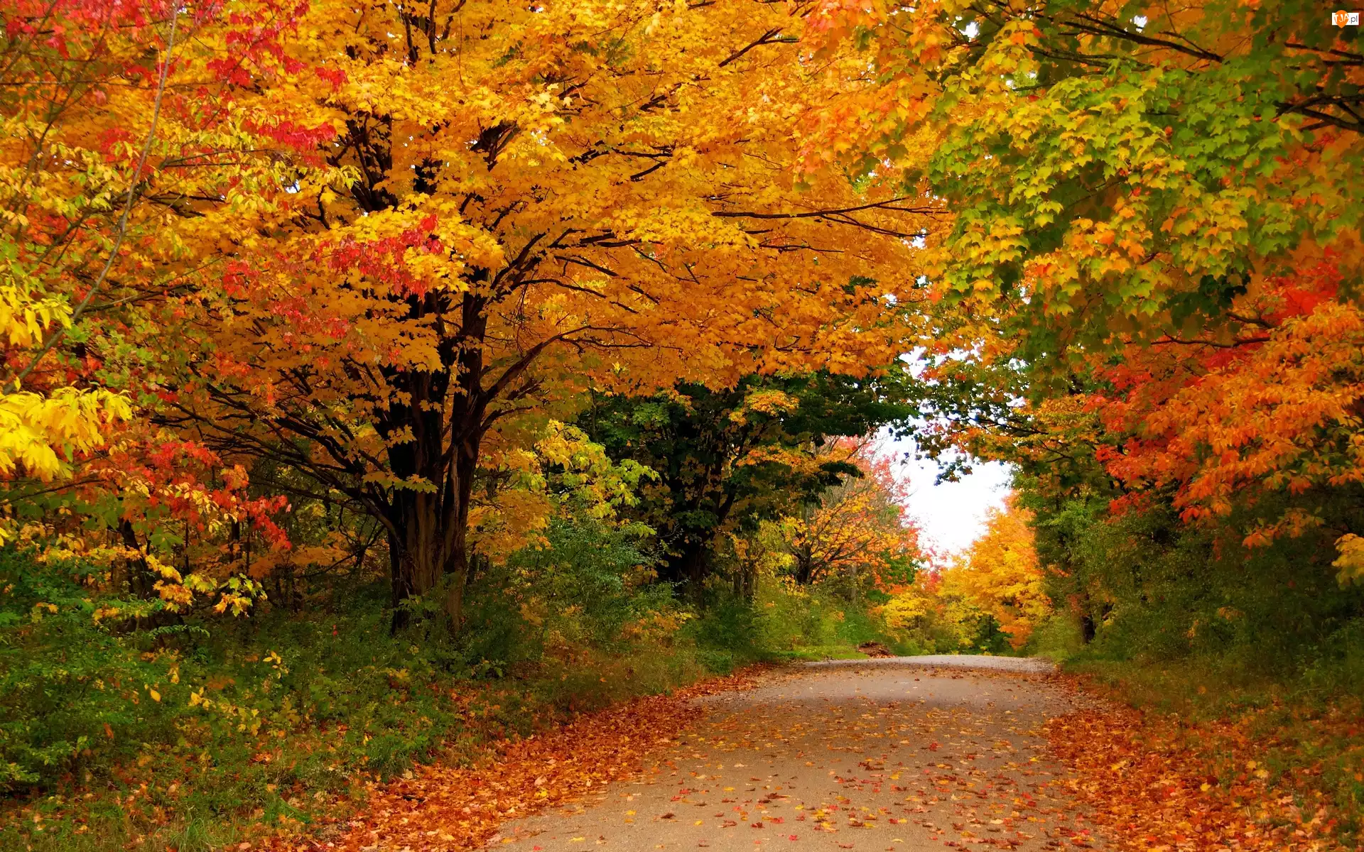 Kolorowe, Liście, Droga, Jesień, Las, Drzewa