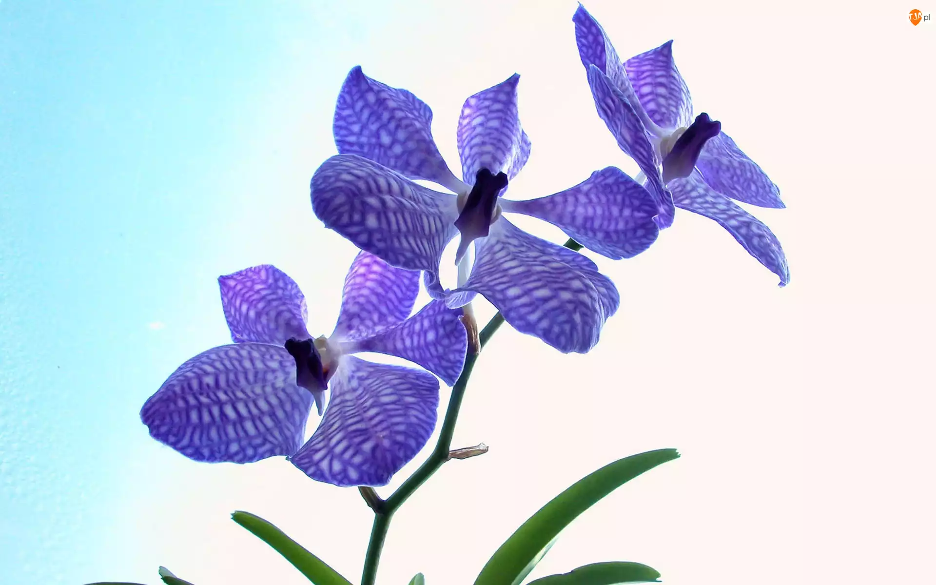 Orchidea, Fioletowy, Storczyk