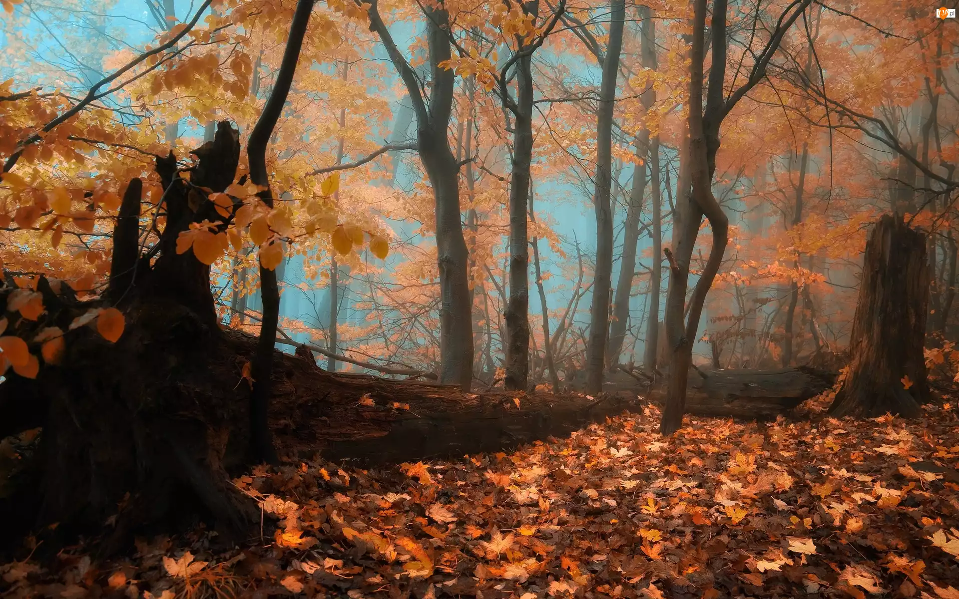 Las, Jesień, Liście, Mgła