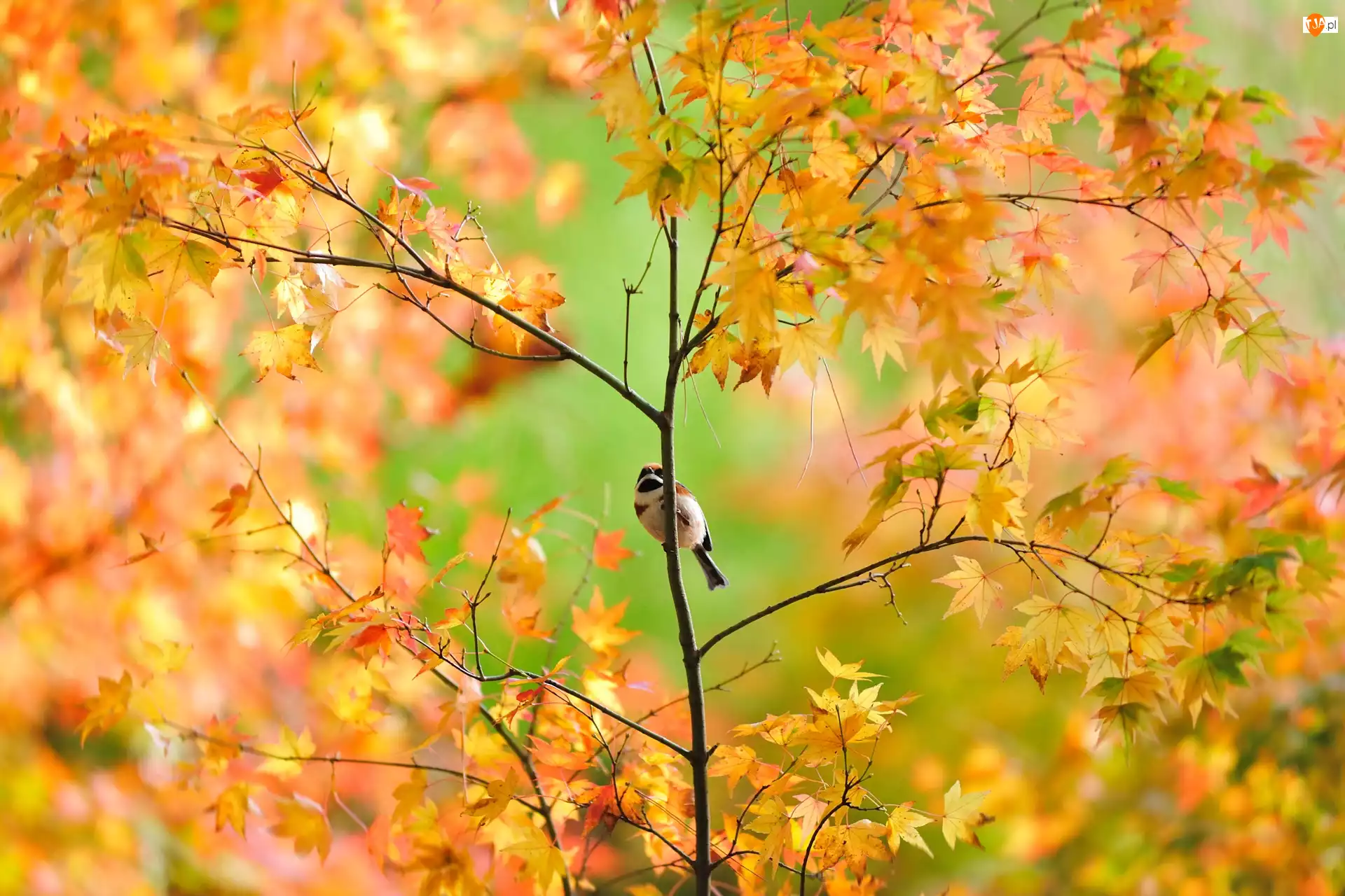 Mały, Jesień, Ptaszek, Drzewo