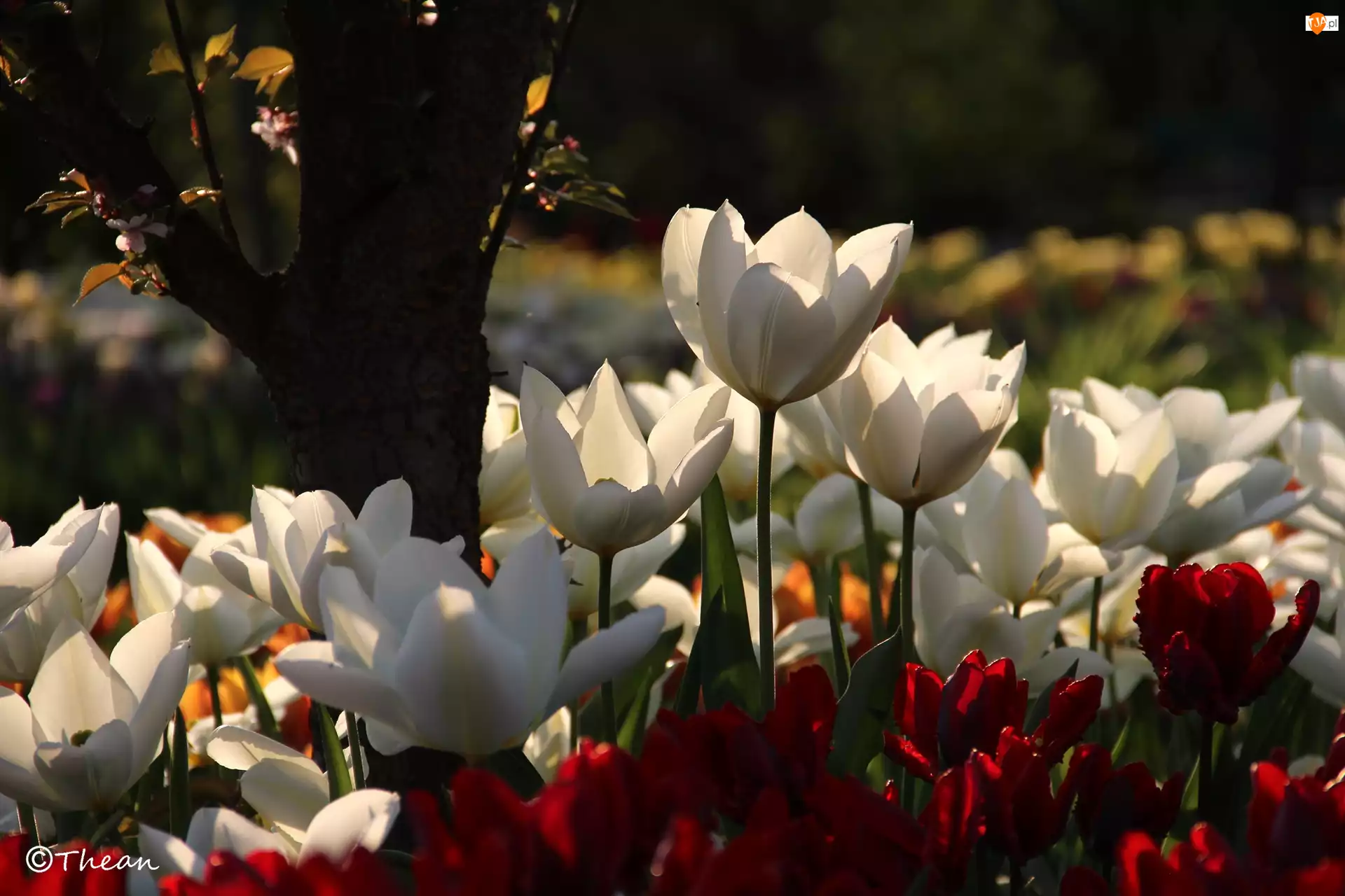 Białe, Drzewo, Czerwone, Tulipany