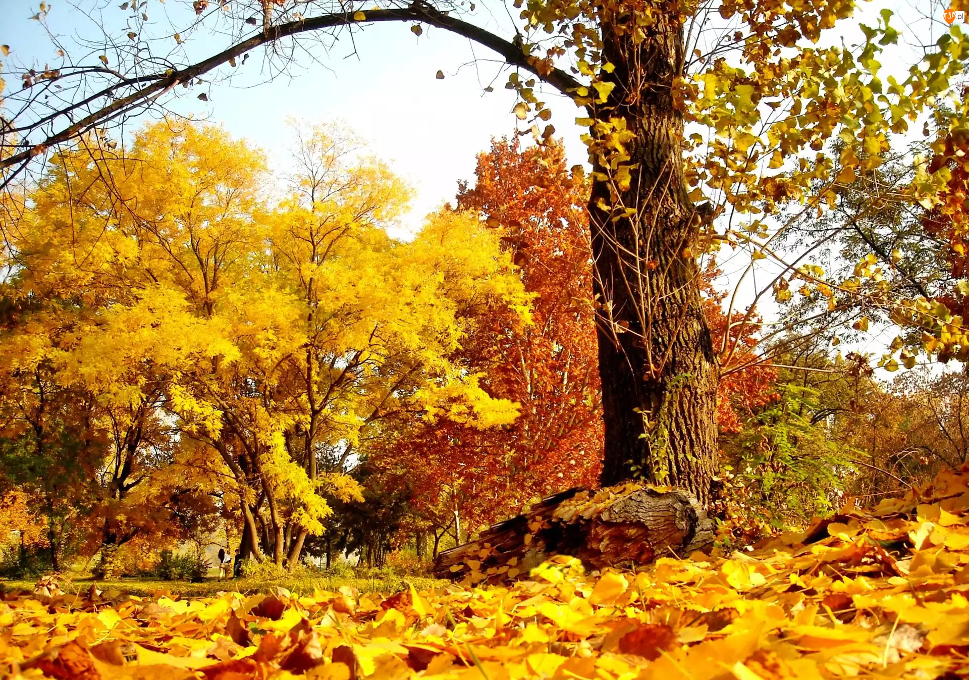 Jesień, Park, Drzewa, Kolorowe, Liście