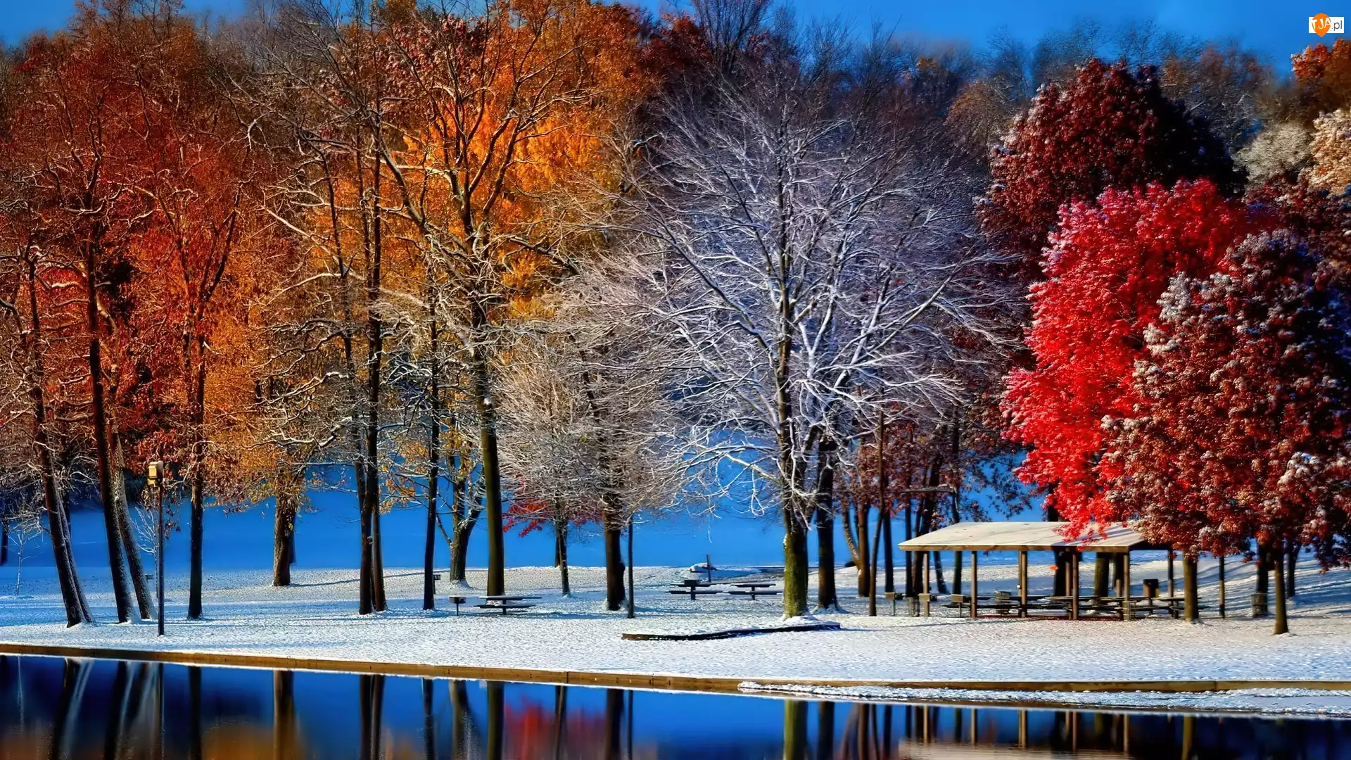 Jezioro, Drzewa, Park, Śnieg