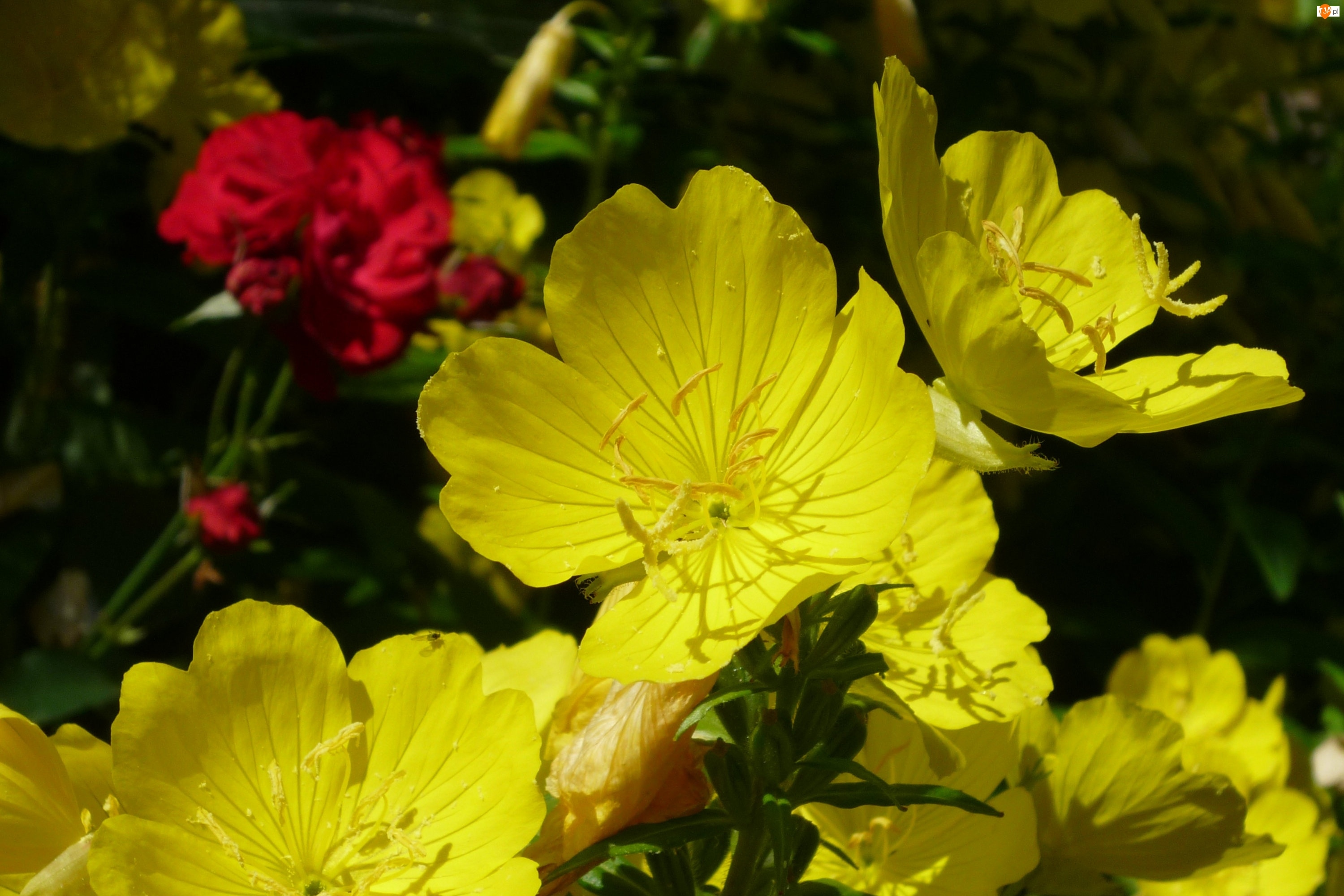 Kwiaty, Żółte