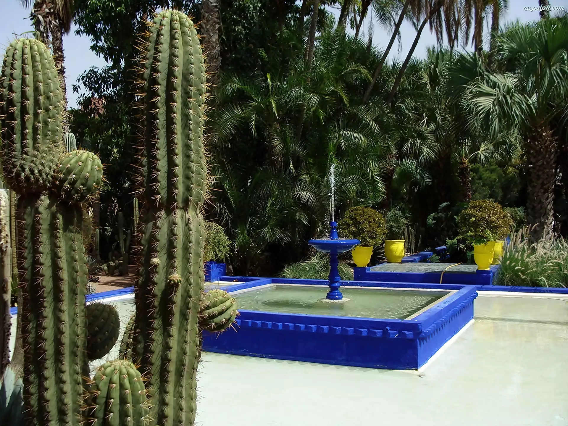 Kaktus, Egzotyczny, Ogród, Fontanna