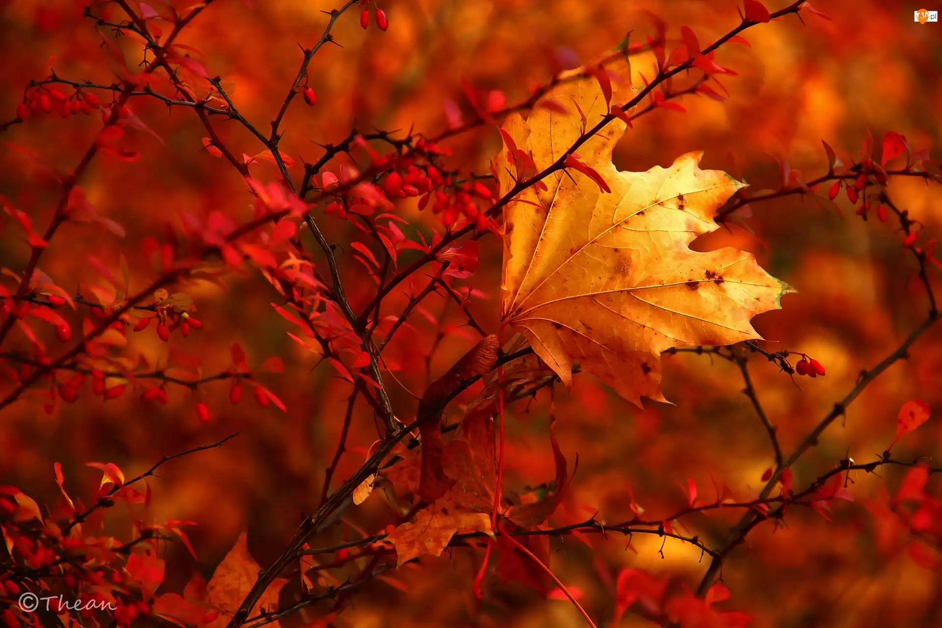 Jesienny, Czerwony, Suchy, Krzew, Liść