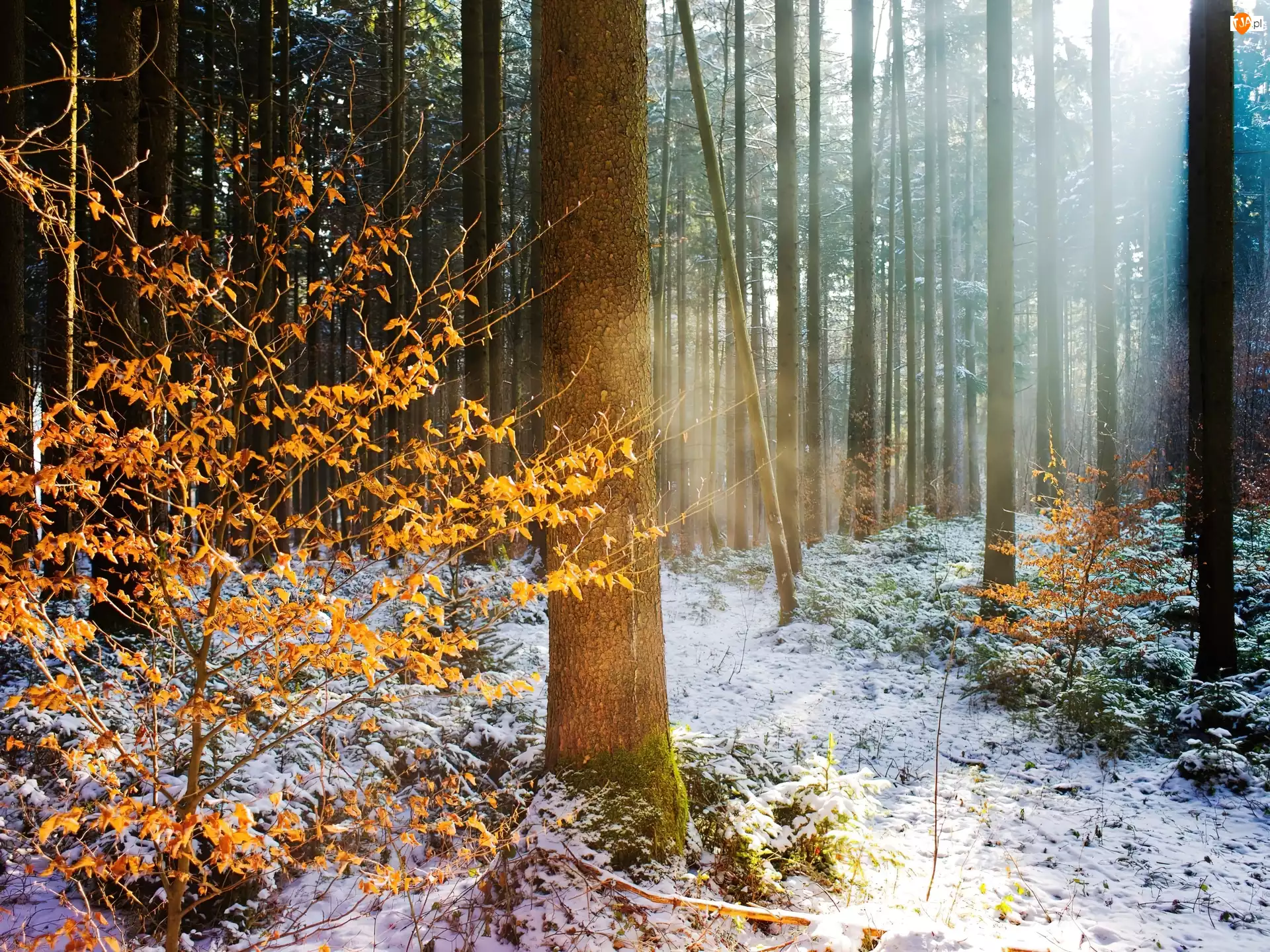 Drzewa, Żółte, Zima, Liście, Jesień, Śnieg