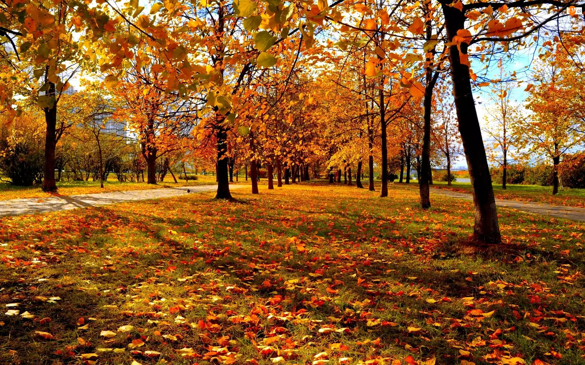 Jesień, Park, Drzewa, Kolorowe, Liście