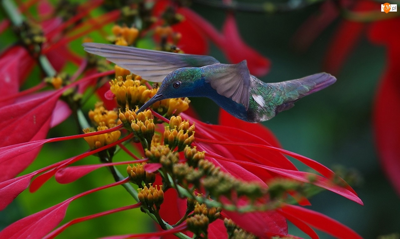 Kwiaty, Koliber, Ptak