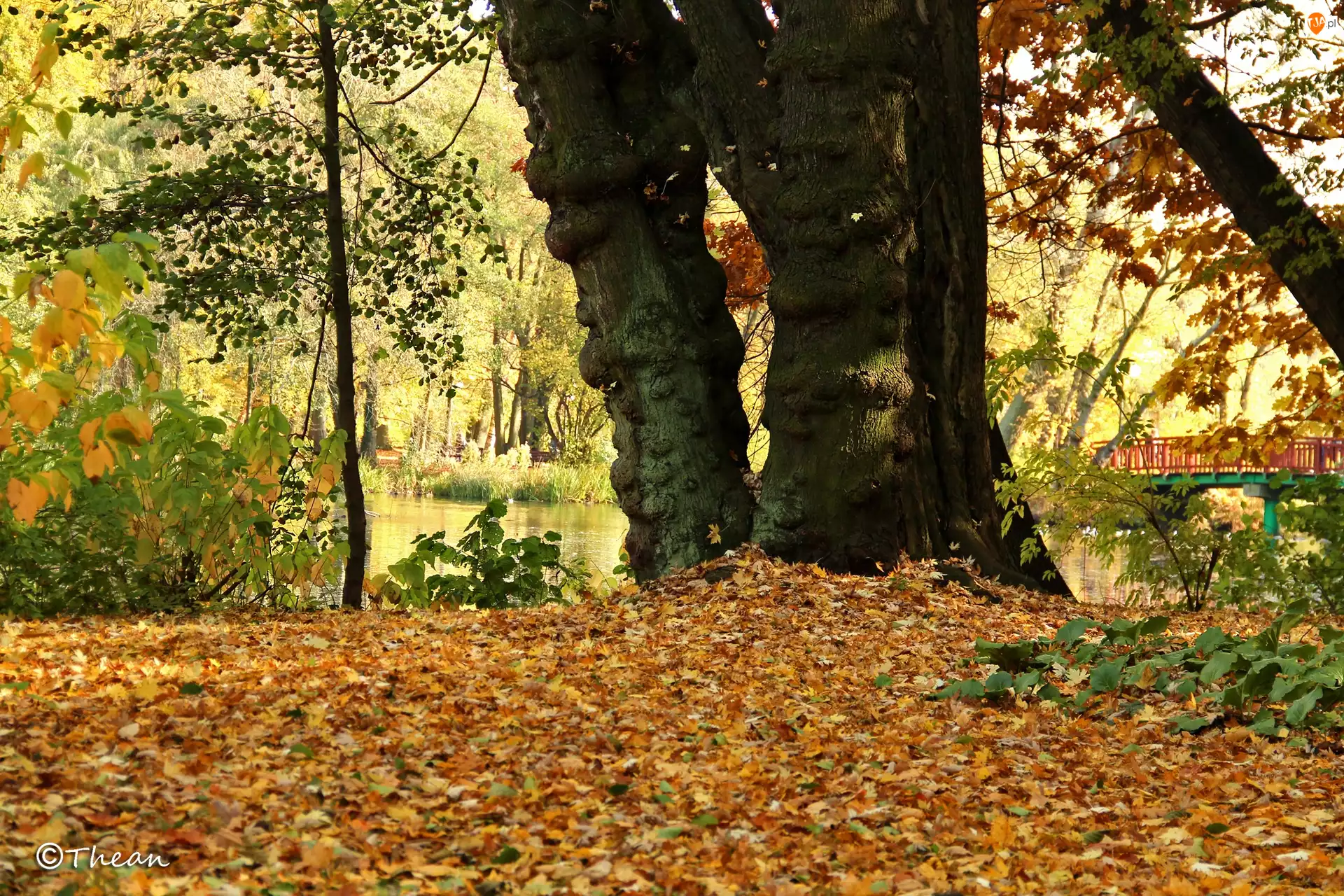 Jesień, Park, Suche, Drzewa, Liście