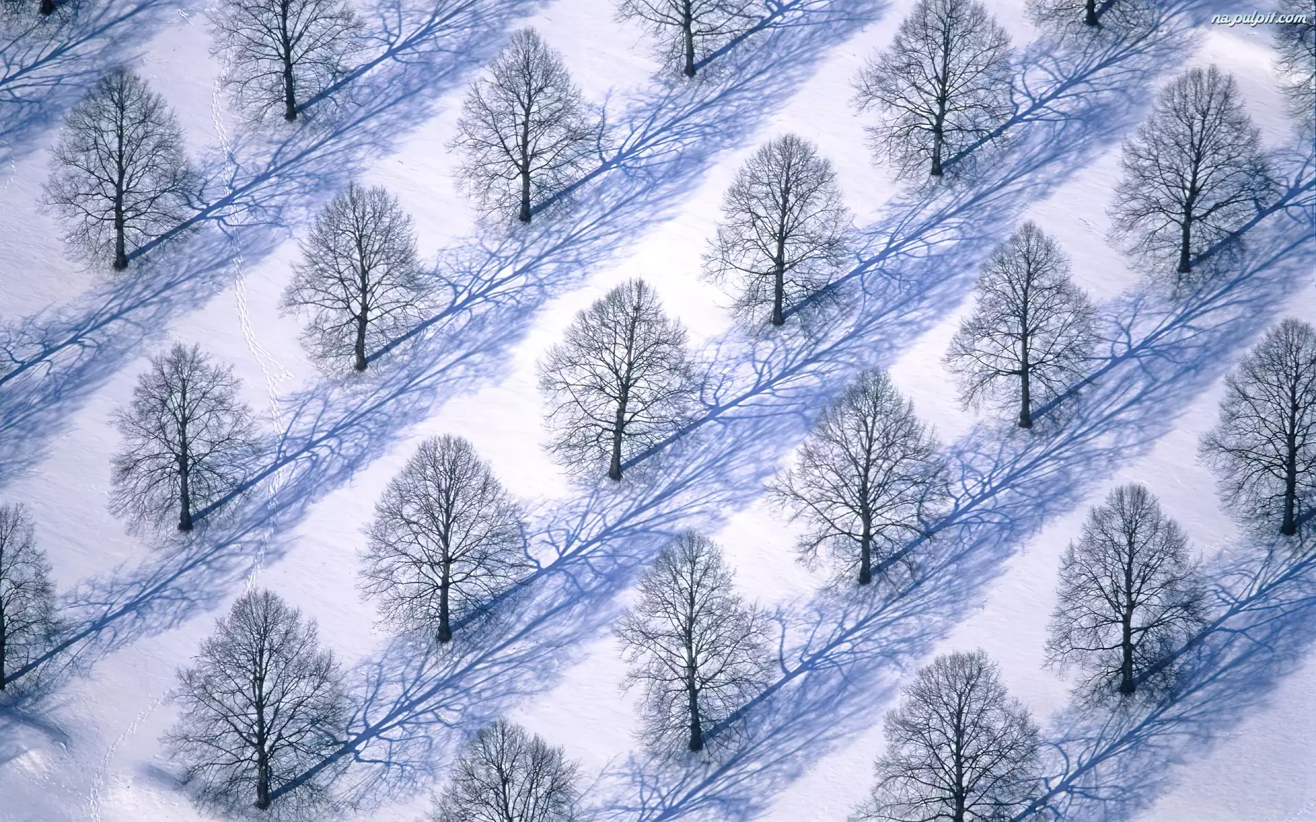 Drzewa, Zima, Śnieg, Sad