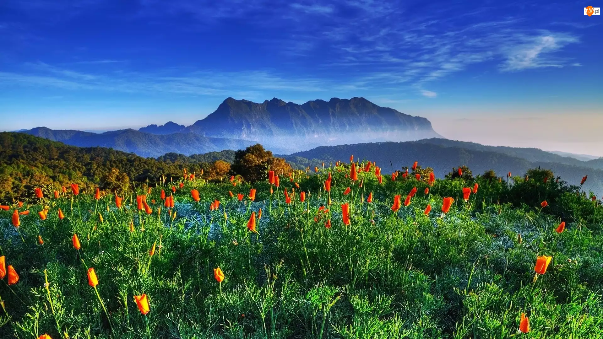 Tulipany, Góry, Las