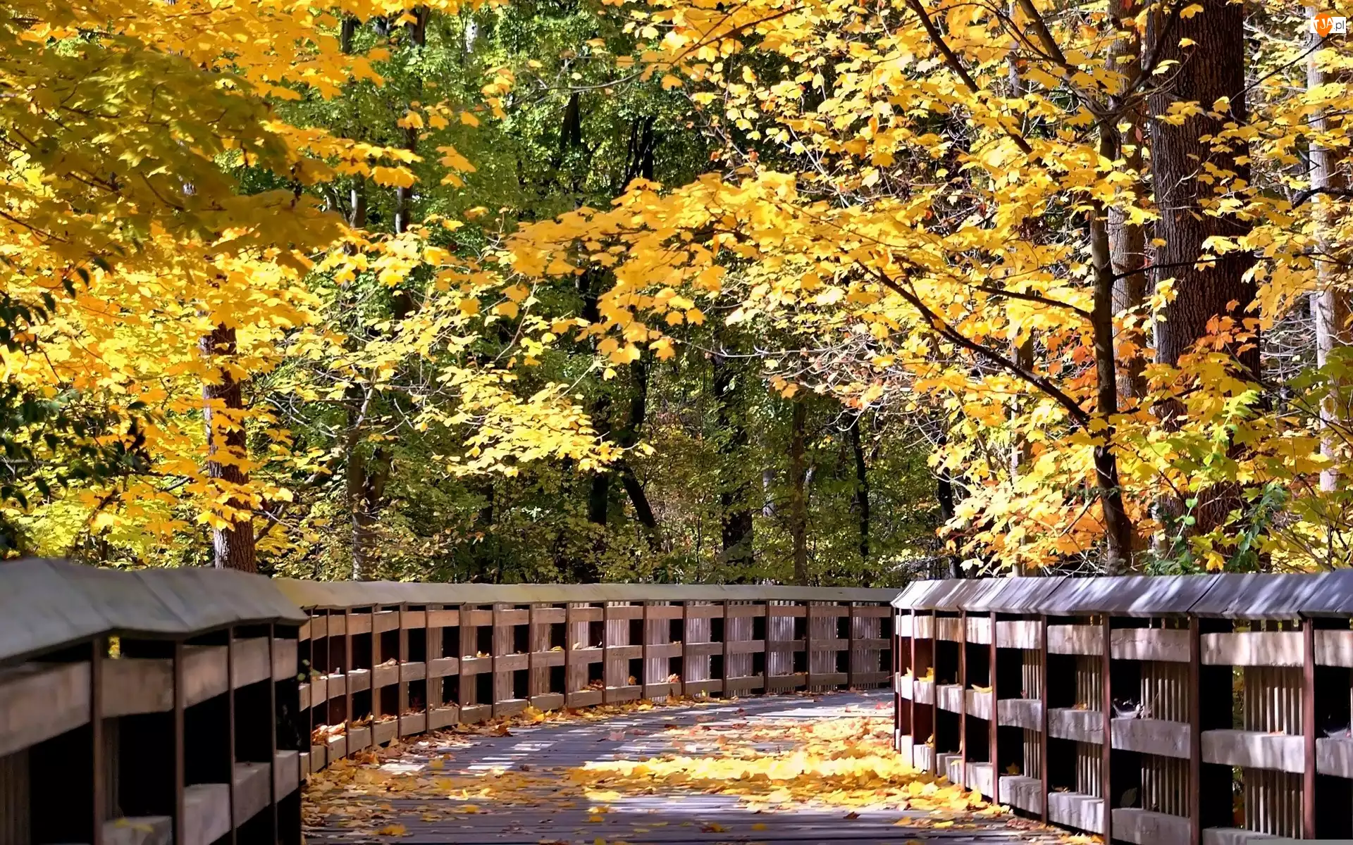 Drzewa, Park, Most, Jesień, Kolorowe, Liście