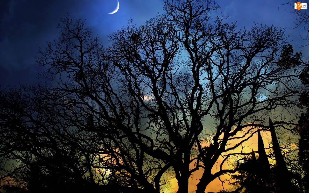Noc, Cień, Niebo, Blask, Księżyc, Drzewa
