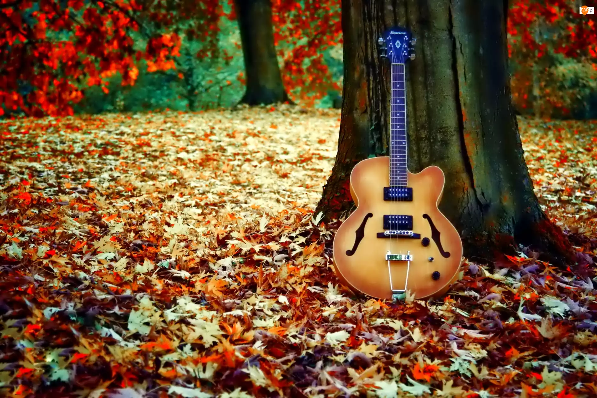 Музыка для фона природа. Гитара осень. Гитара в листве. Музыкальная осень. Музыкальные инструменты осень.