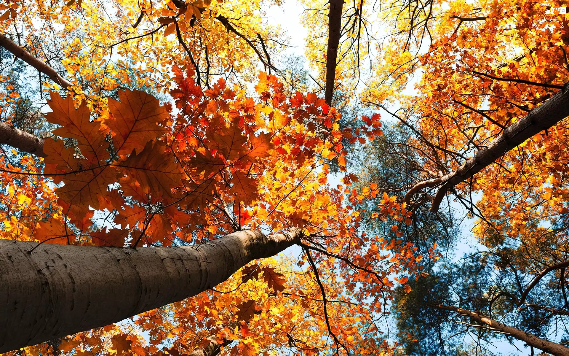 Drzew, Jesień, Wierzchołki