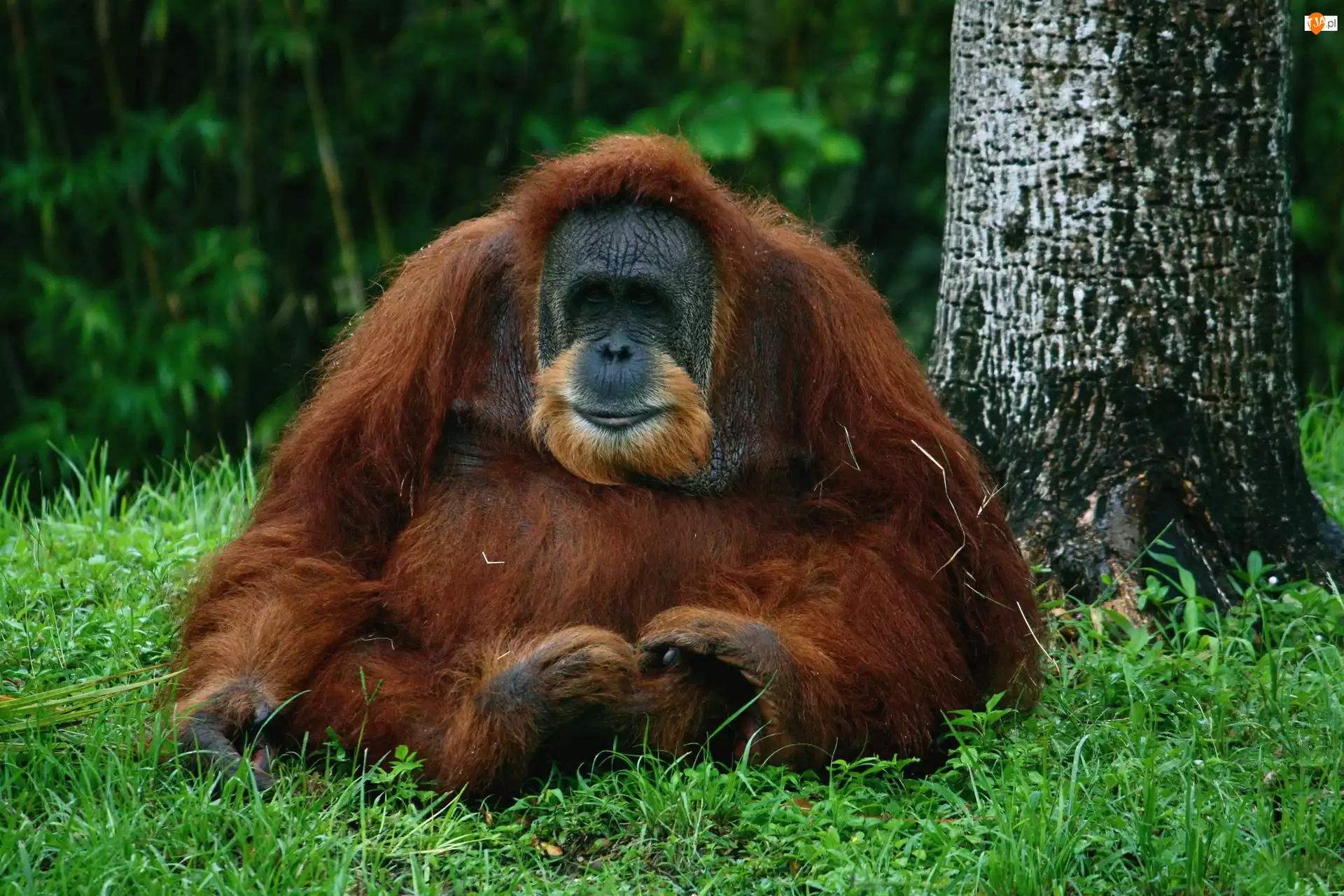 Drzewa, Orangutan, Las