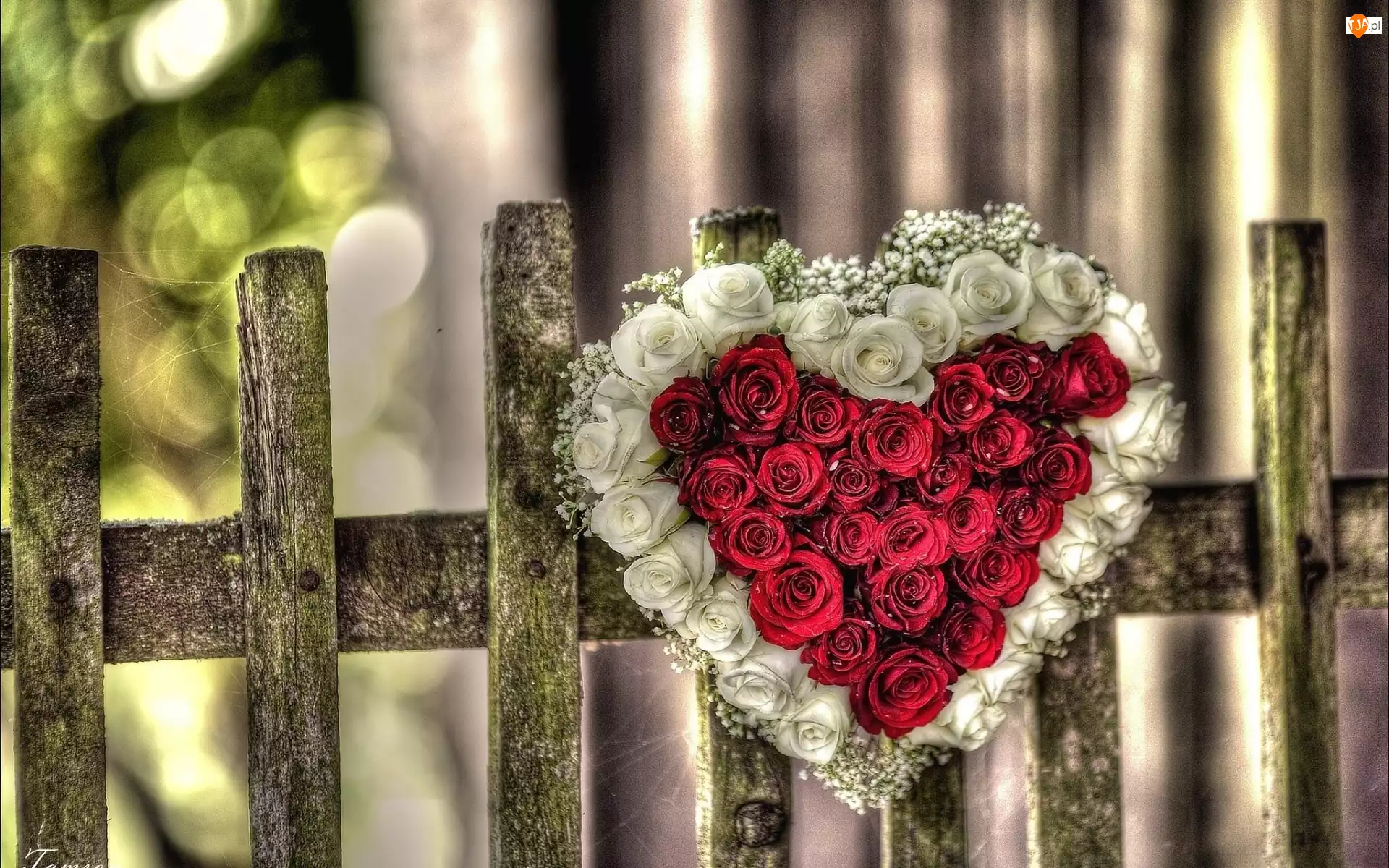 Walentynki, Serce Z, Róż, Ogrodzenie