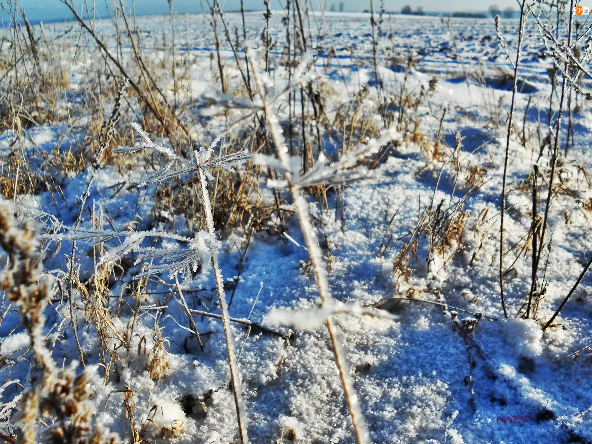 Śnieg, Zamrożone, Trawy