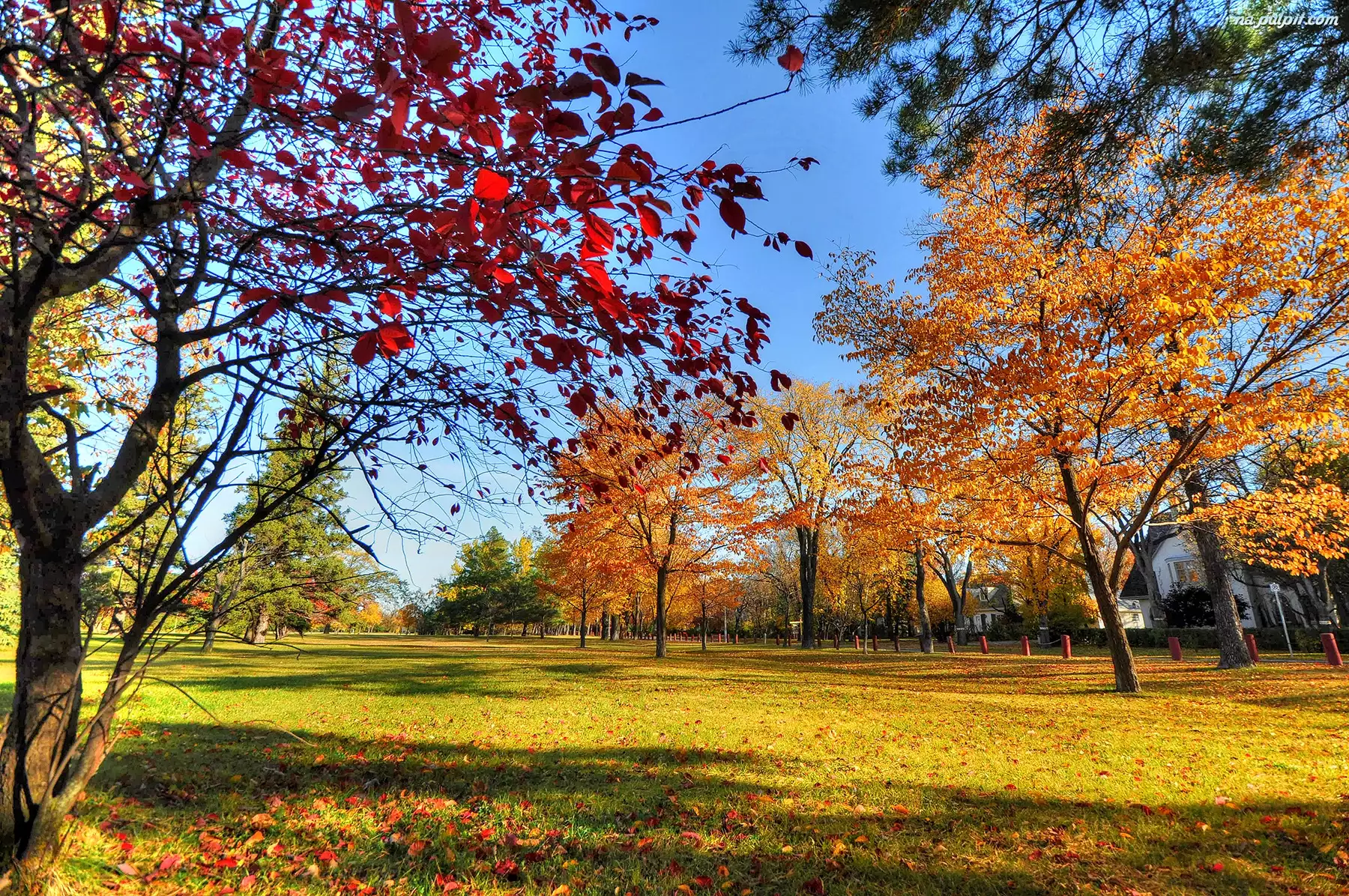 Drzewa, Jesień, Park