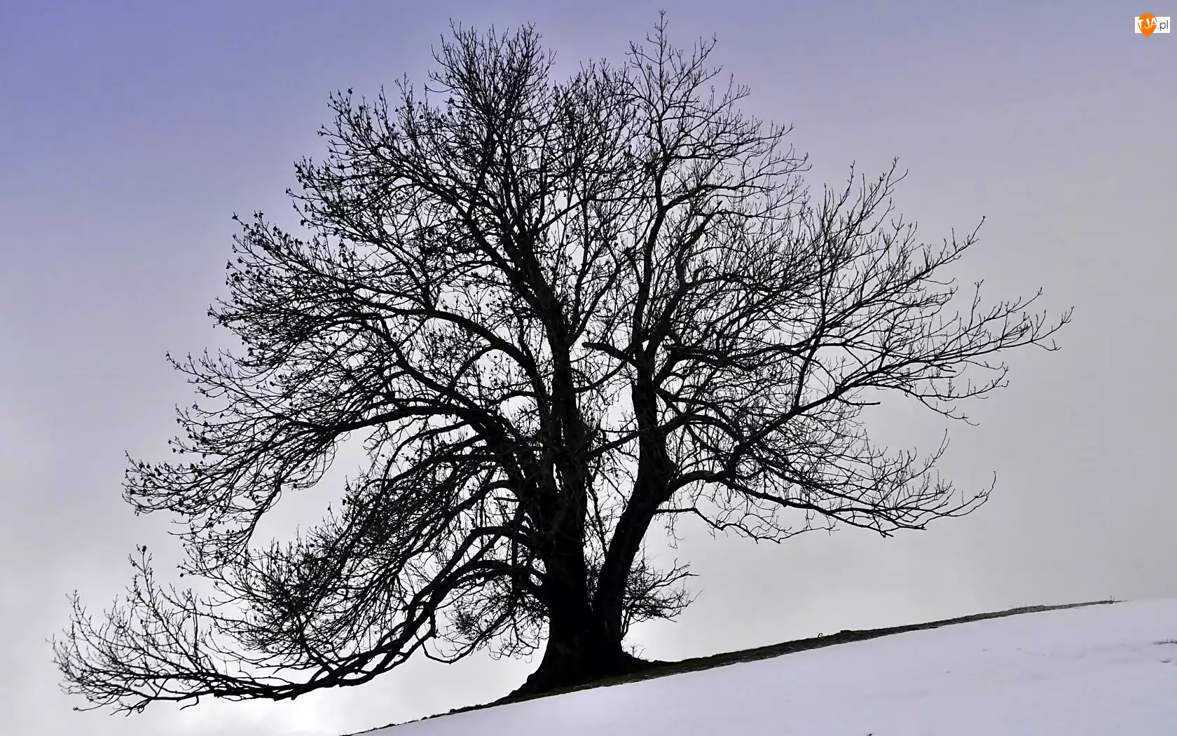 Drzewo, Zima, Samotne