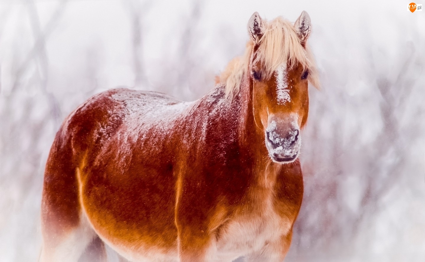 Zima, Koń