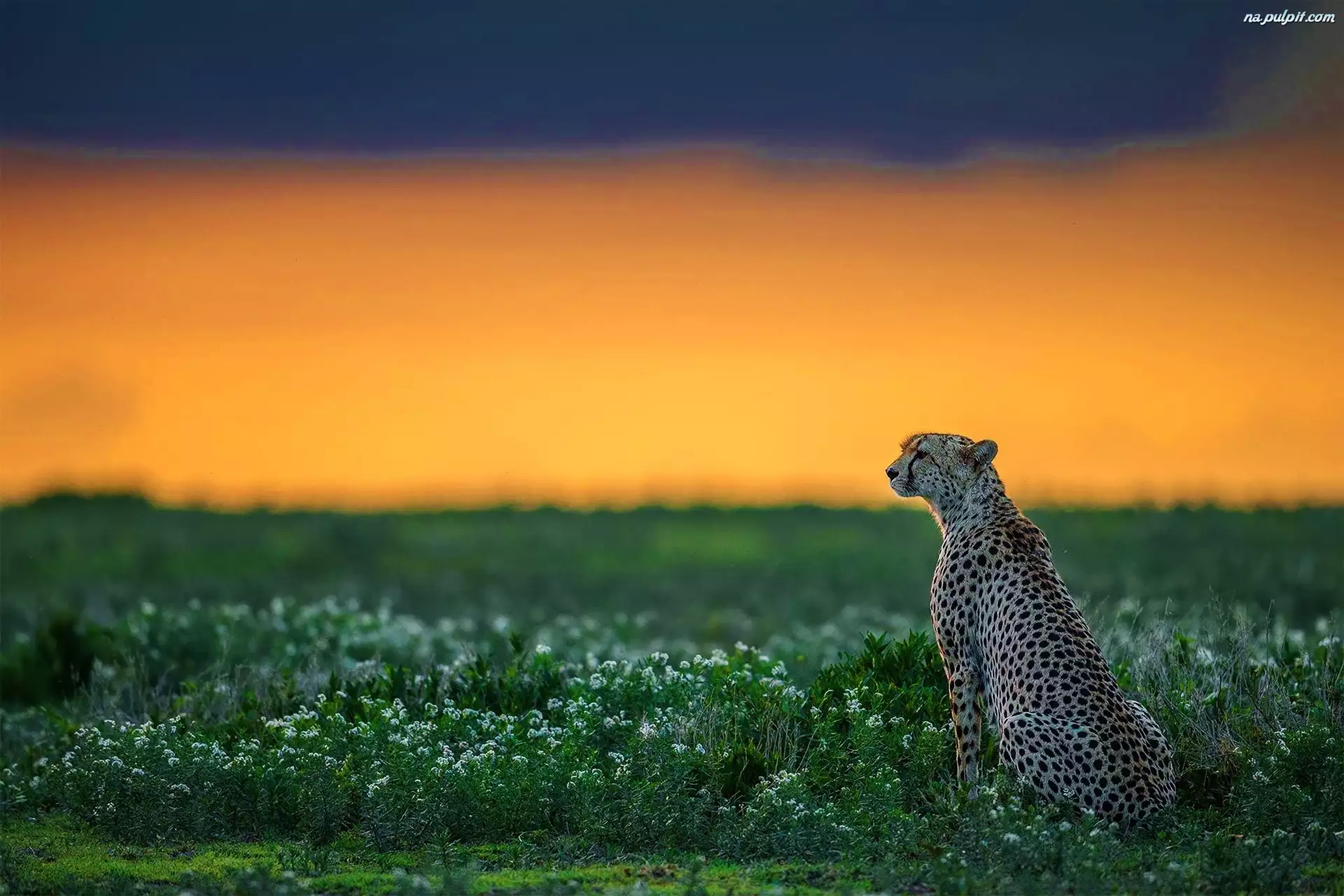 Trawy, Gepard