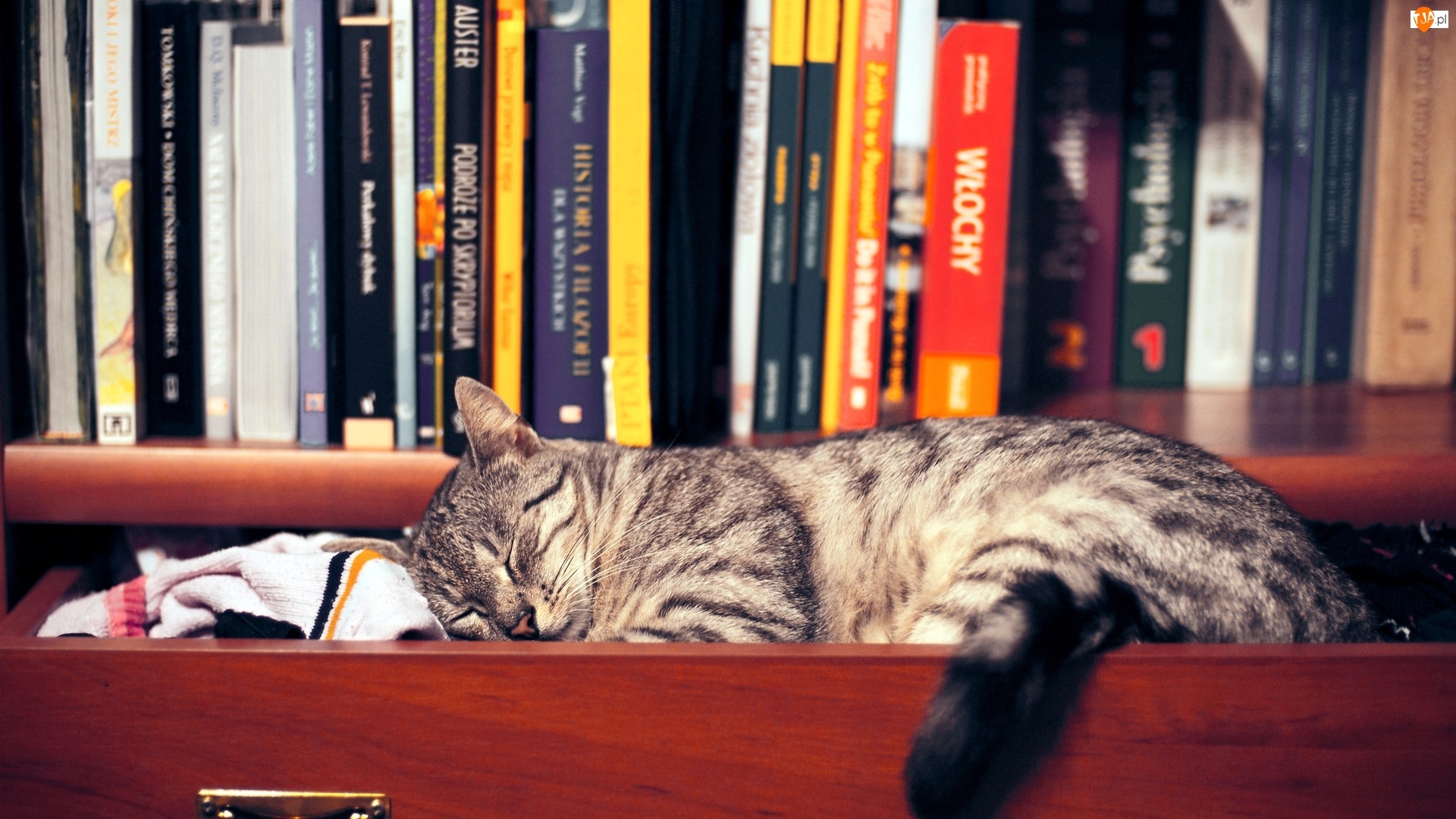 Śpiący, Książki, Kot, Szuflada