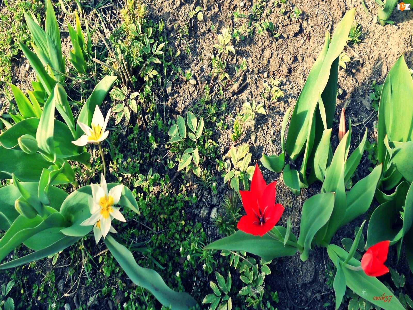 Rośliny, Ogród, Tulipany