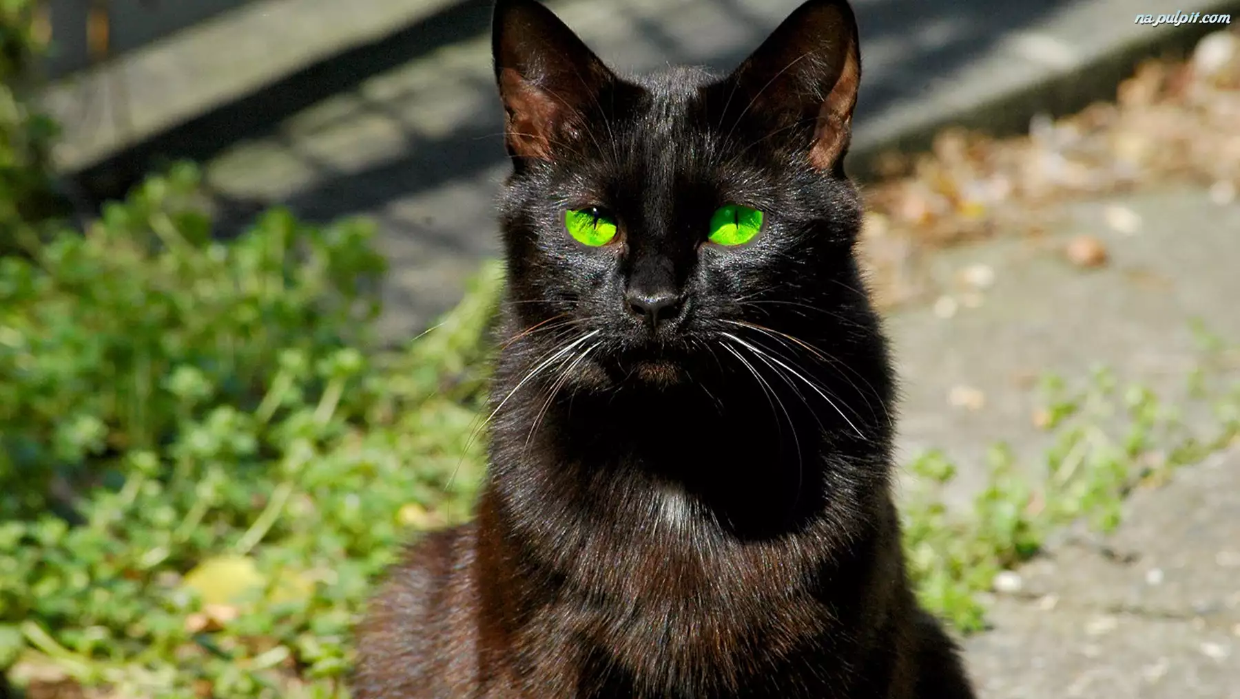 Oczy, Czarny, Kot, Zielone