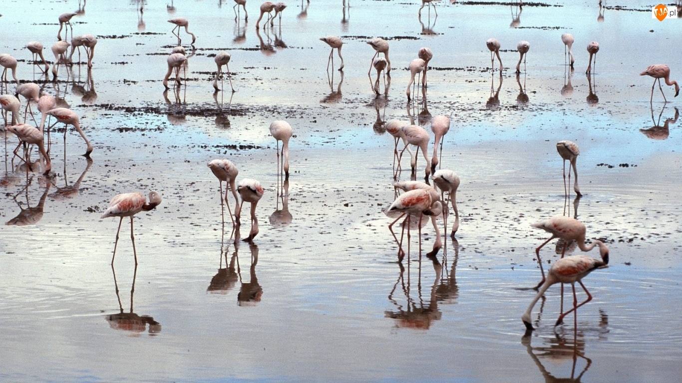 Woda, Flamingi