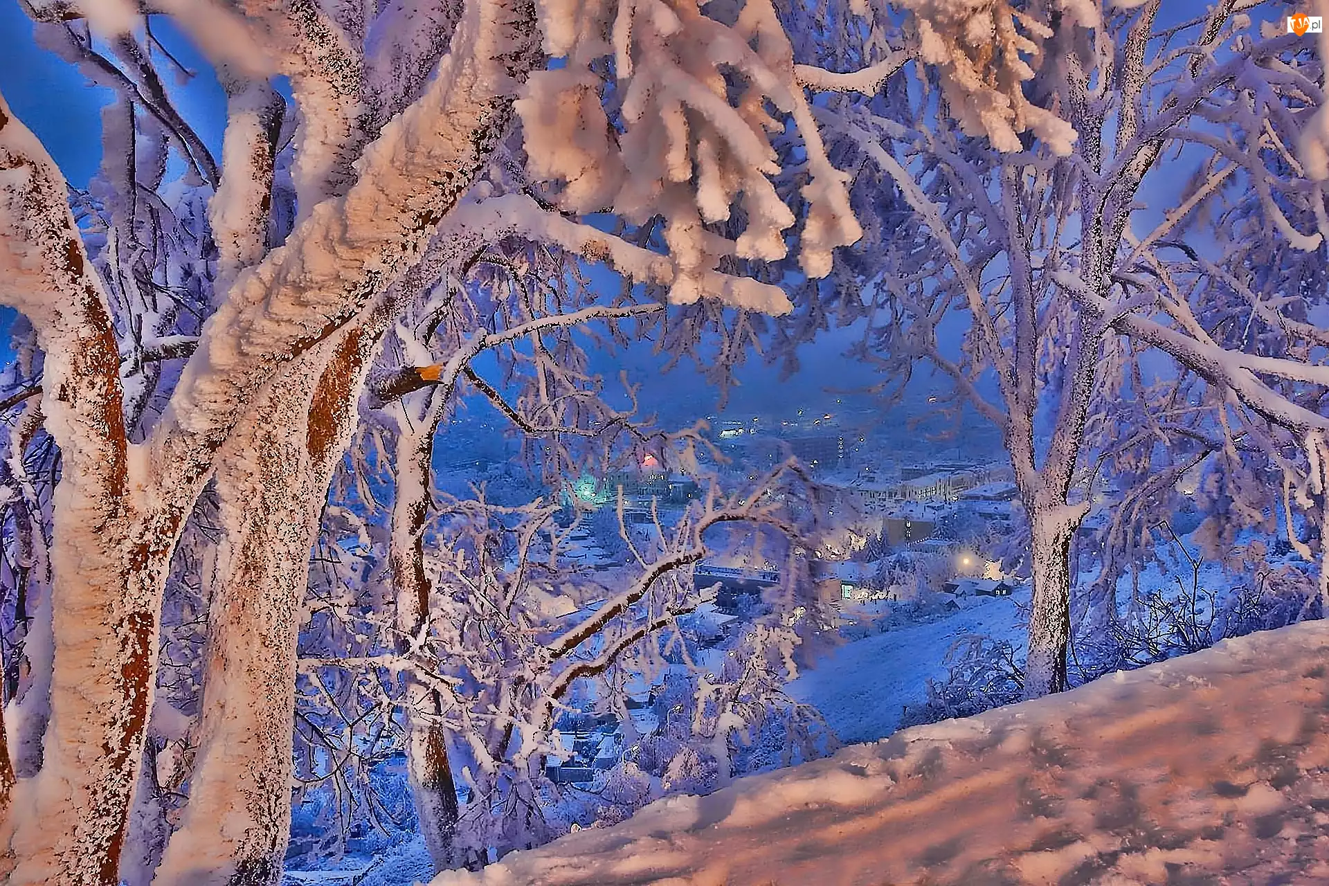 Drzewa, Zima, Śnieg, Miasteczko