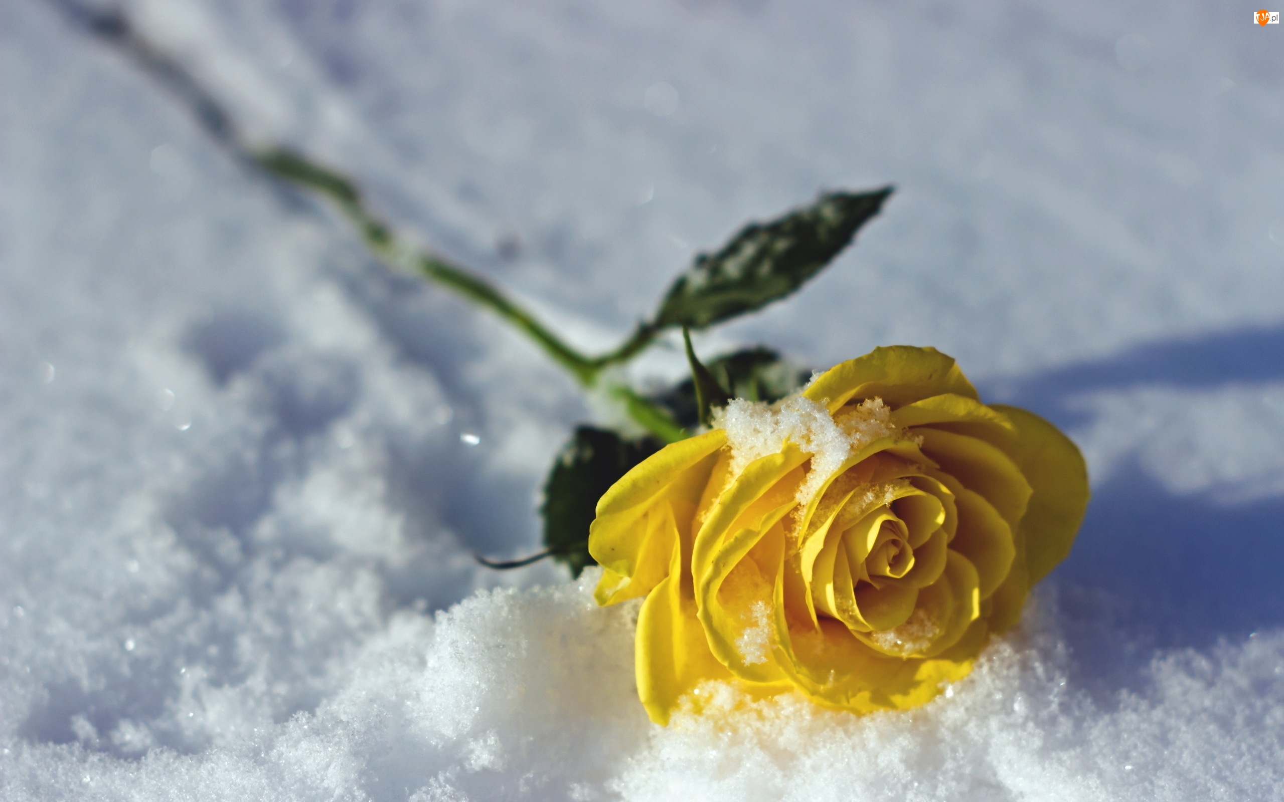 Zima, Żółta, Na, Róża, Śniegu