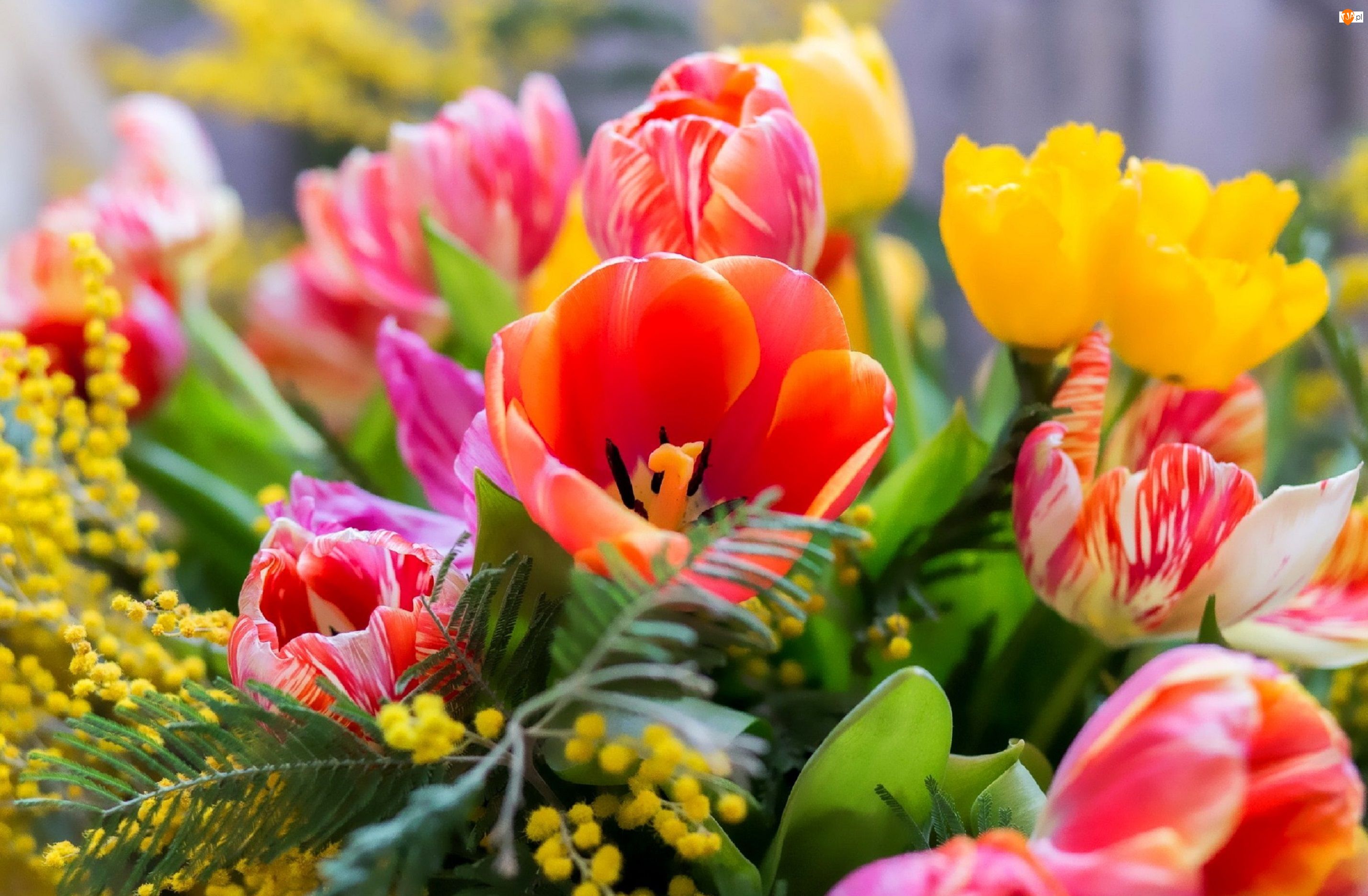 Tulipany, Bukiet, Kwiatów