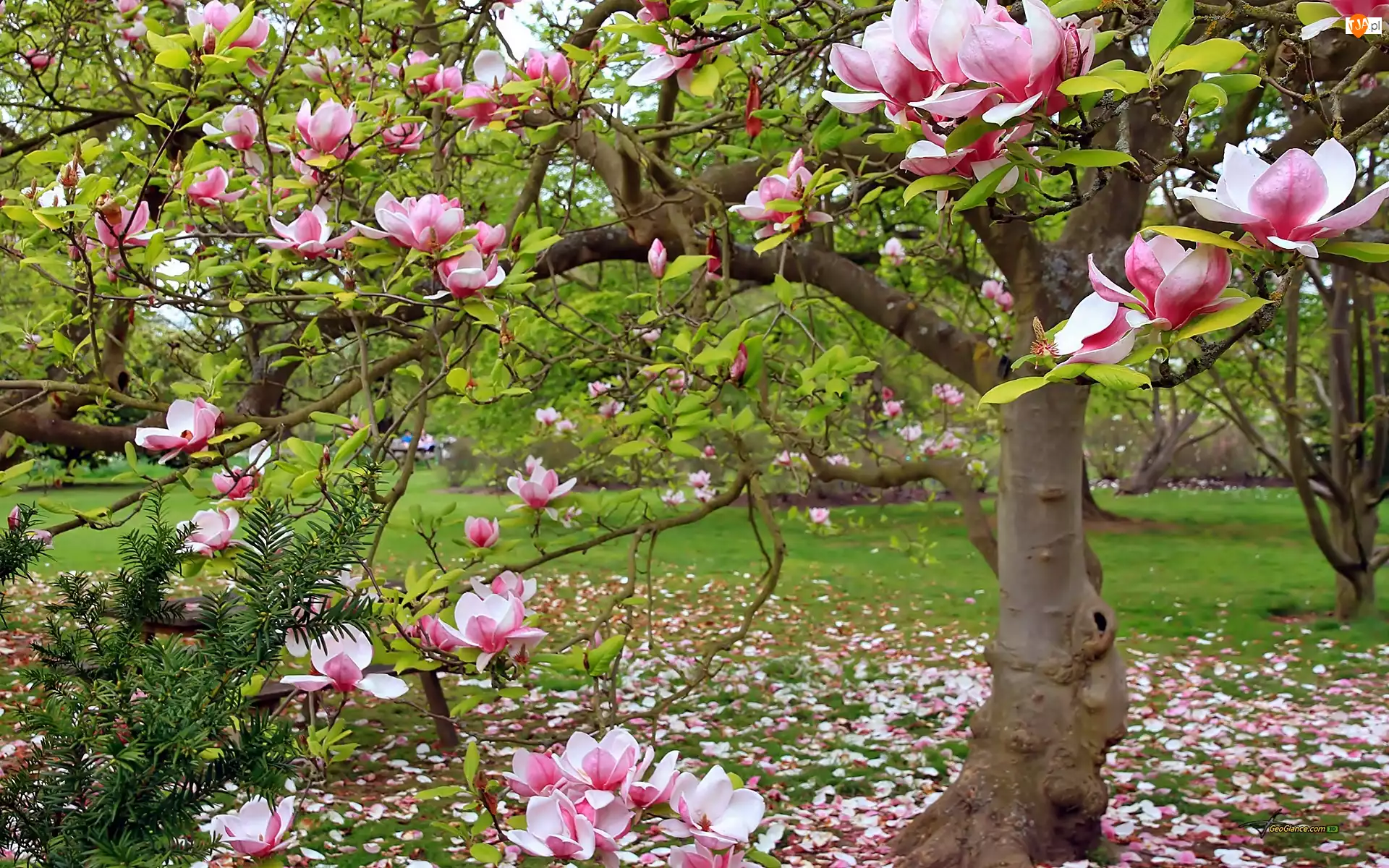 Wiosna, Magnolia, Park, Kwitnąca