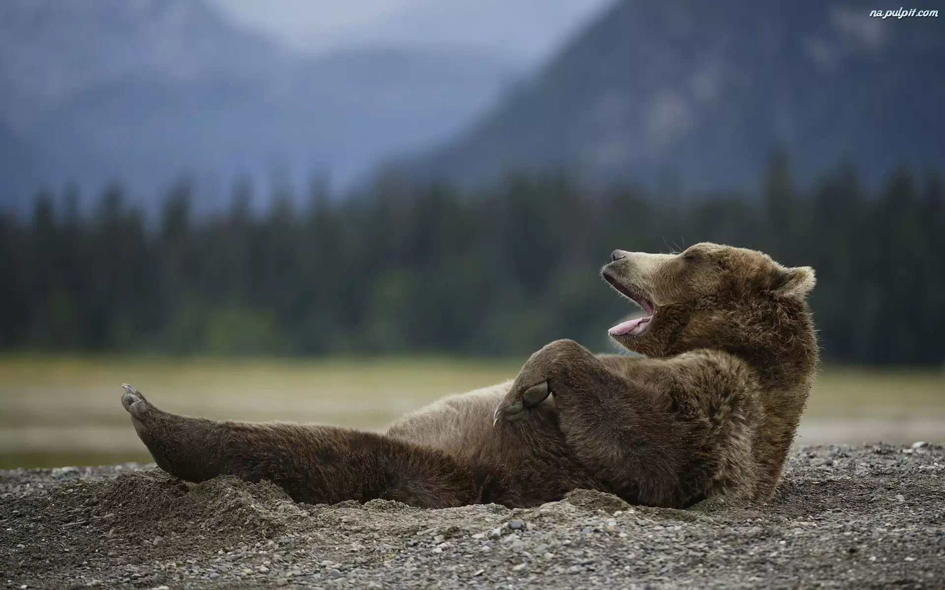 Odpoczynek, Leżący, Niedźwiedź