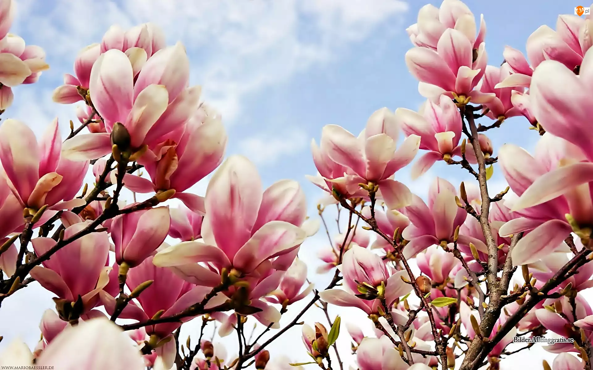 Obłoki, Wiosna, Magnolia, Różowa, Niebo