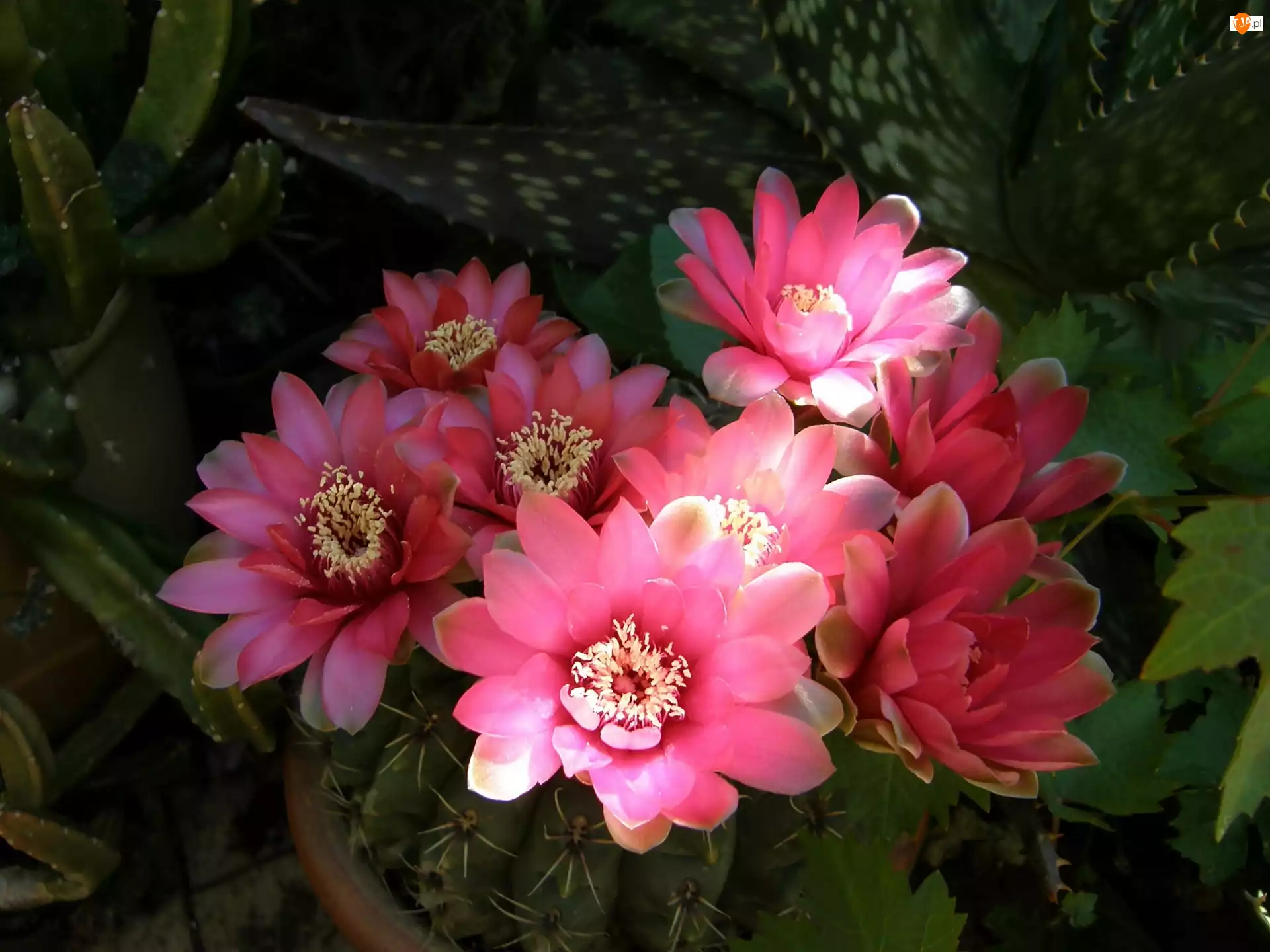 Kwiaty, Kaktus, Różowe