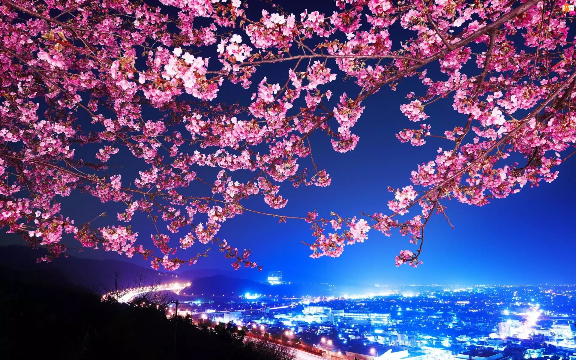 Kwitnąca, Nocą Japonia, Wiśnia, Miasto