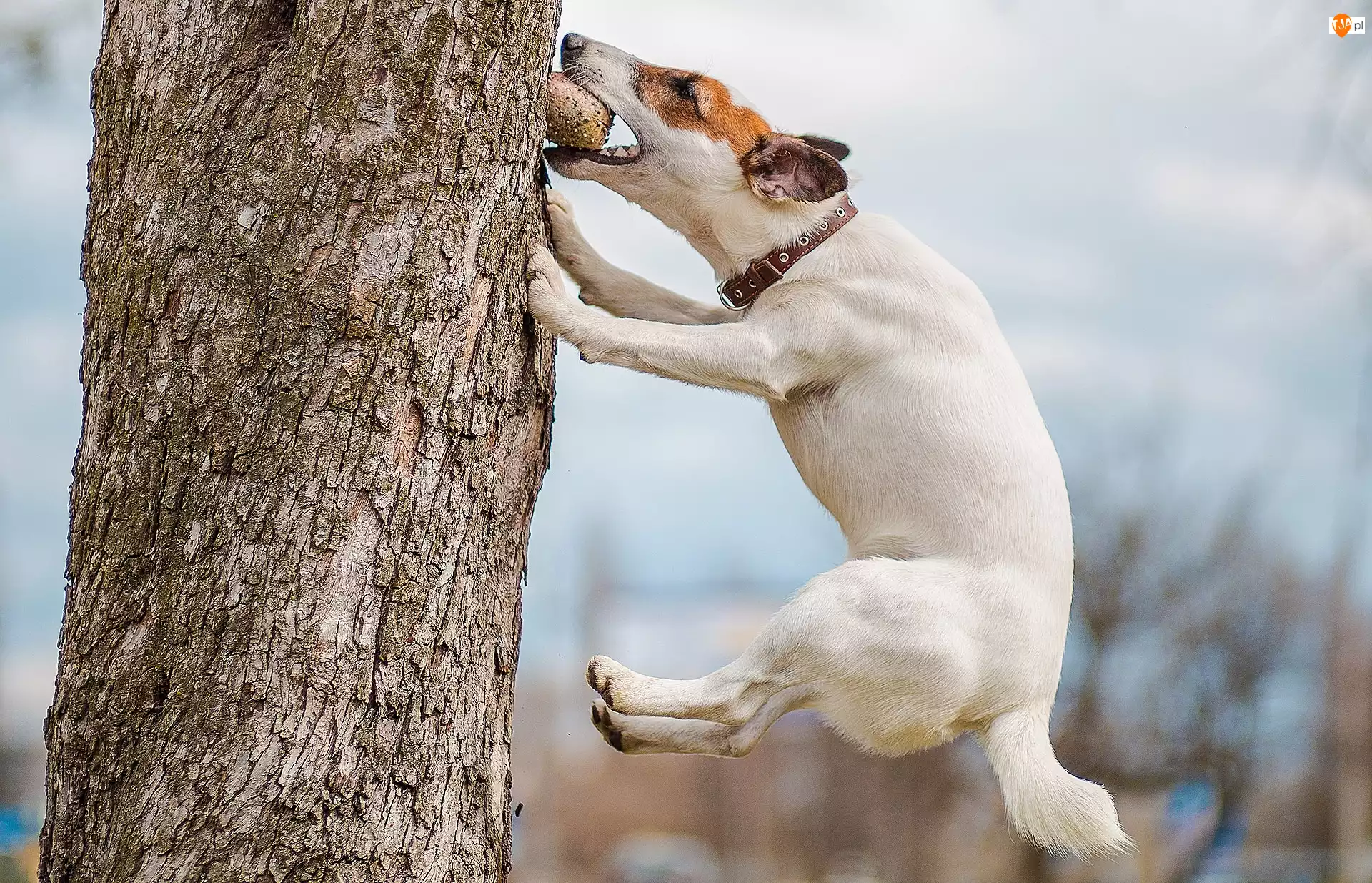 Skok, Pies, Jack Russell Terrier, Drzewo