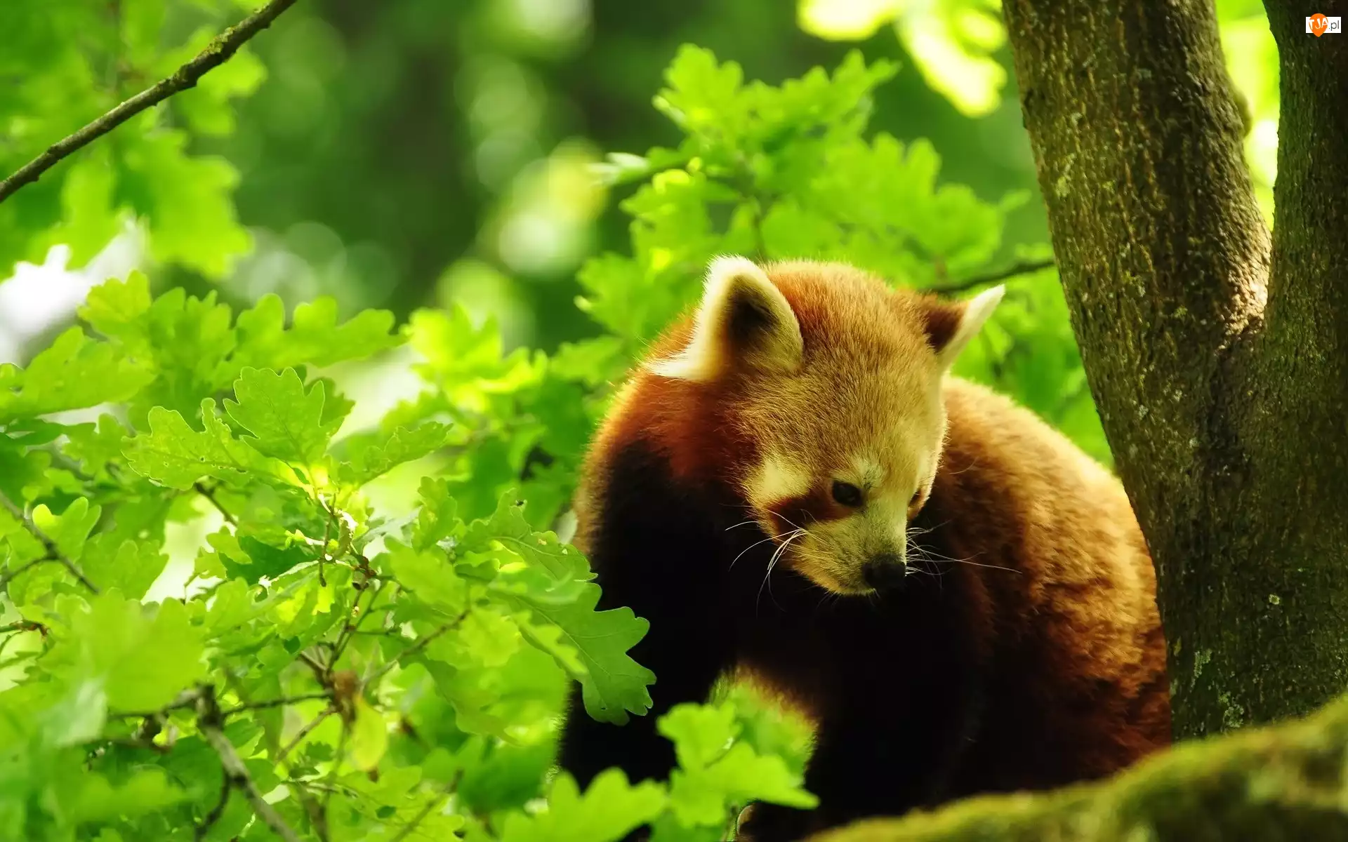 Pandka ruda, Panda Czerwona