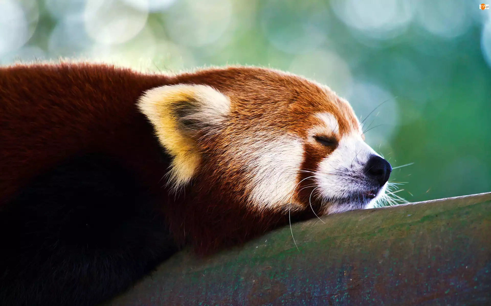Pandka ruda, Śpiąca, Panda
