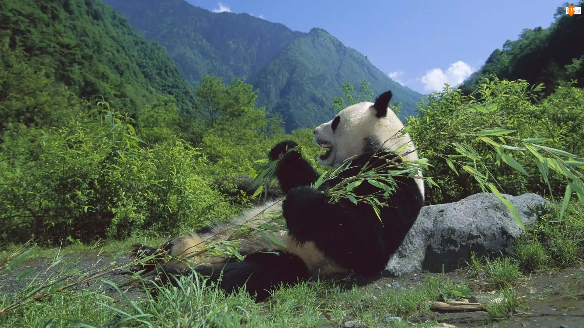 Góry, Panda, Posiłek